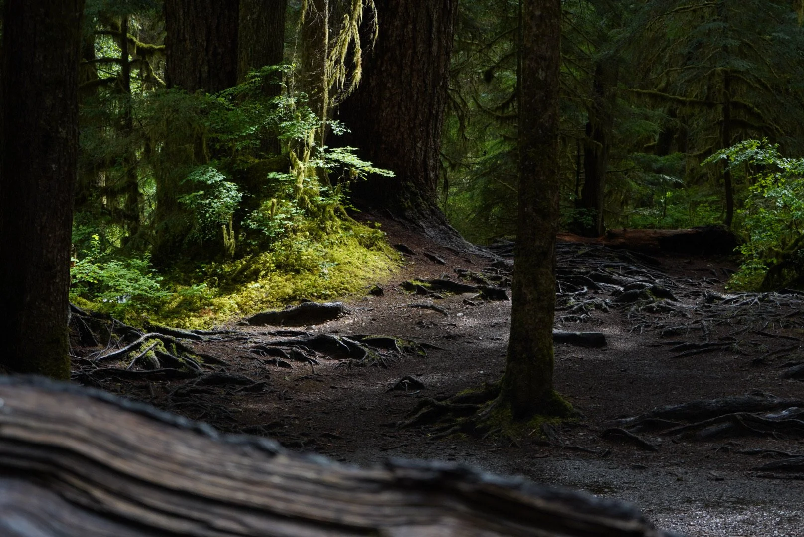 Sol Duc Falls, Olympic National Park
Washington, USA