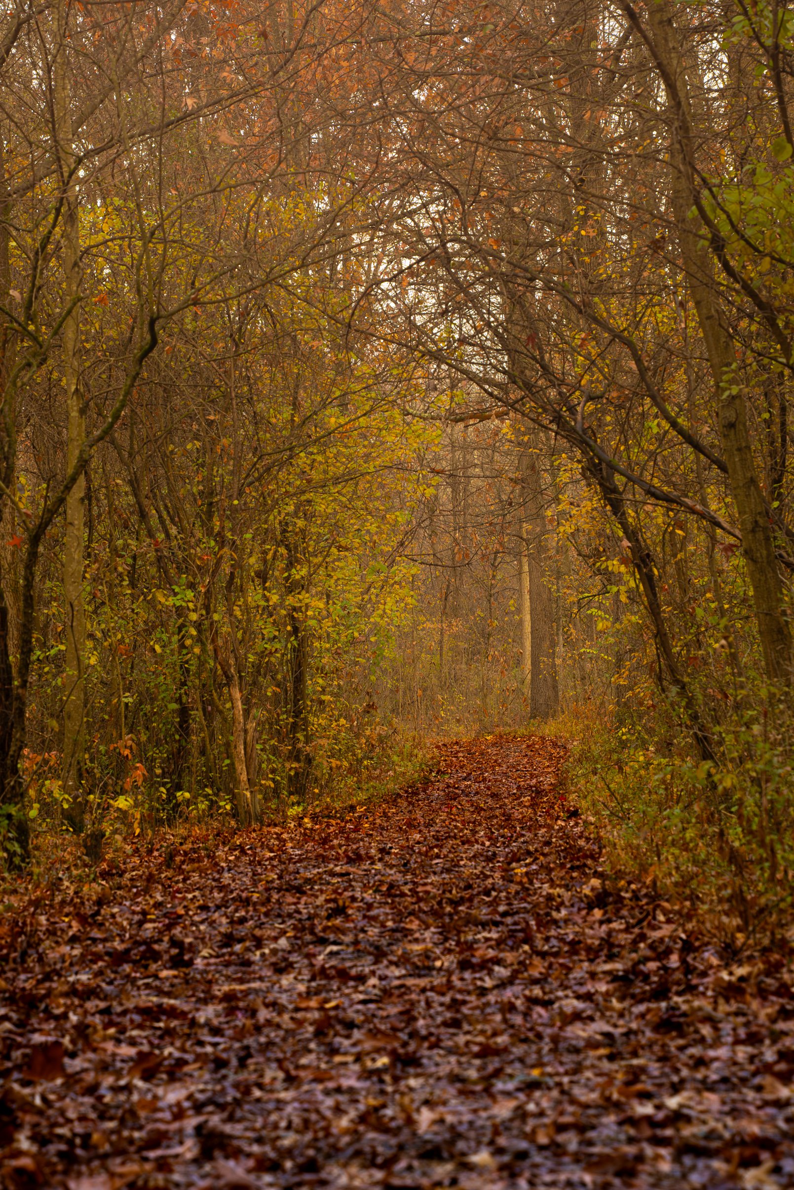 Plateau Trail Pathway-1.jpg