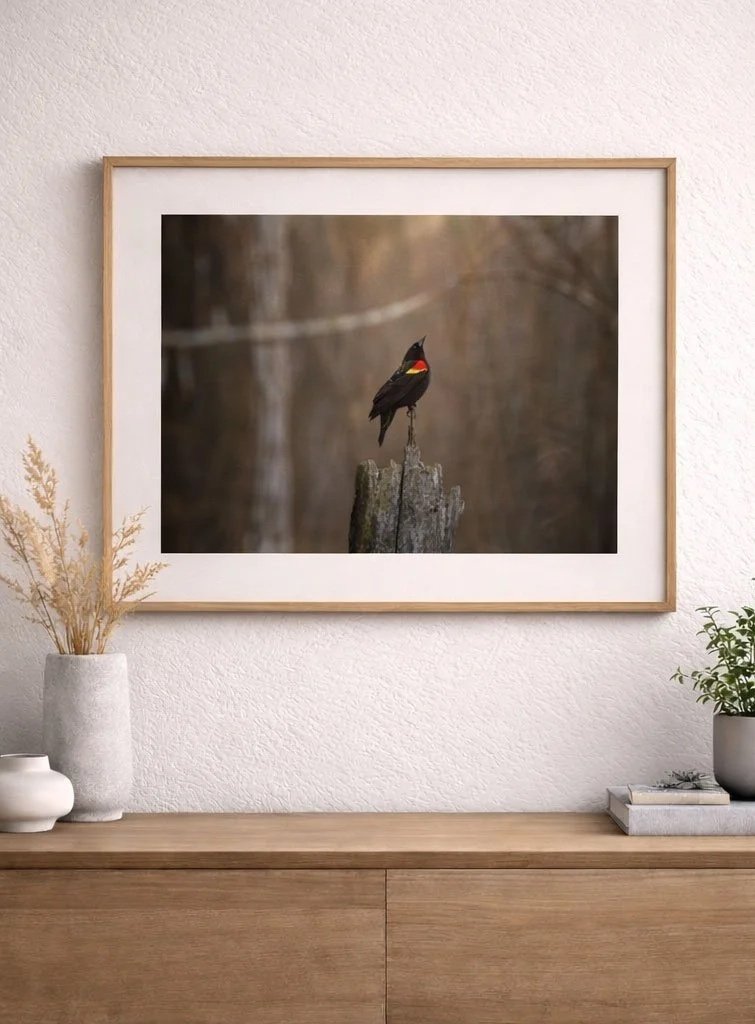 Red-Winged Blackbird perched on a weathered post in a quiet spring woodland.