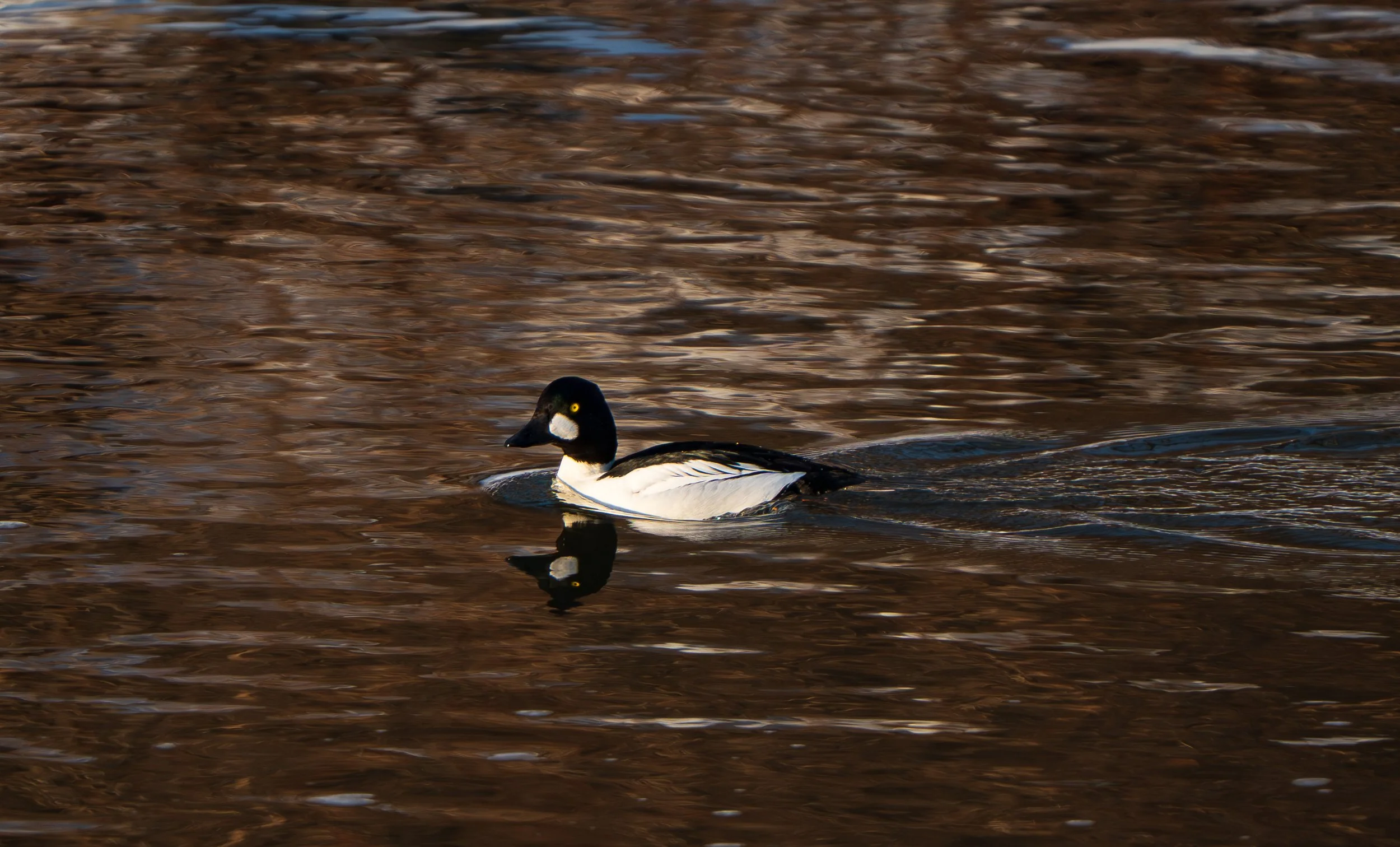 Beaver Marsh 02.14.2026-6.jpg