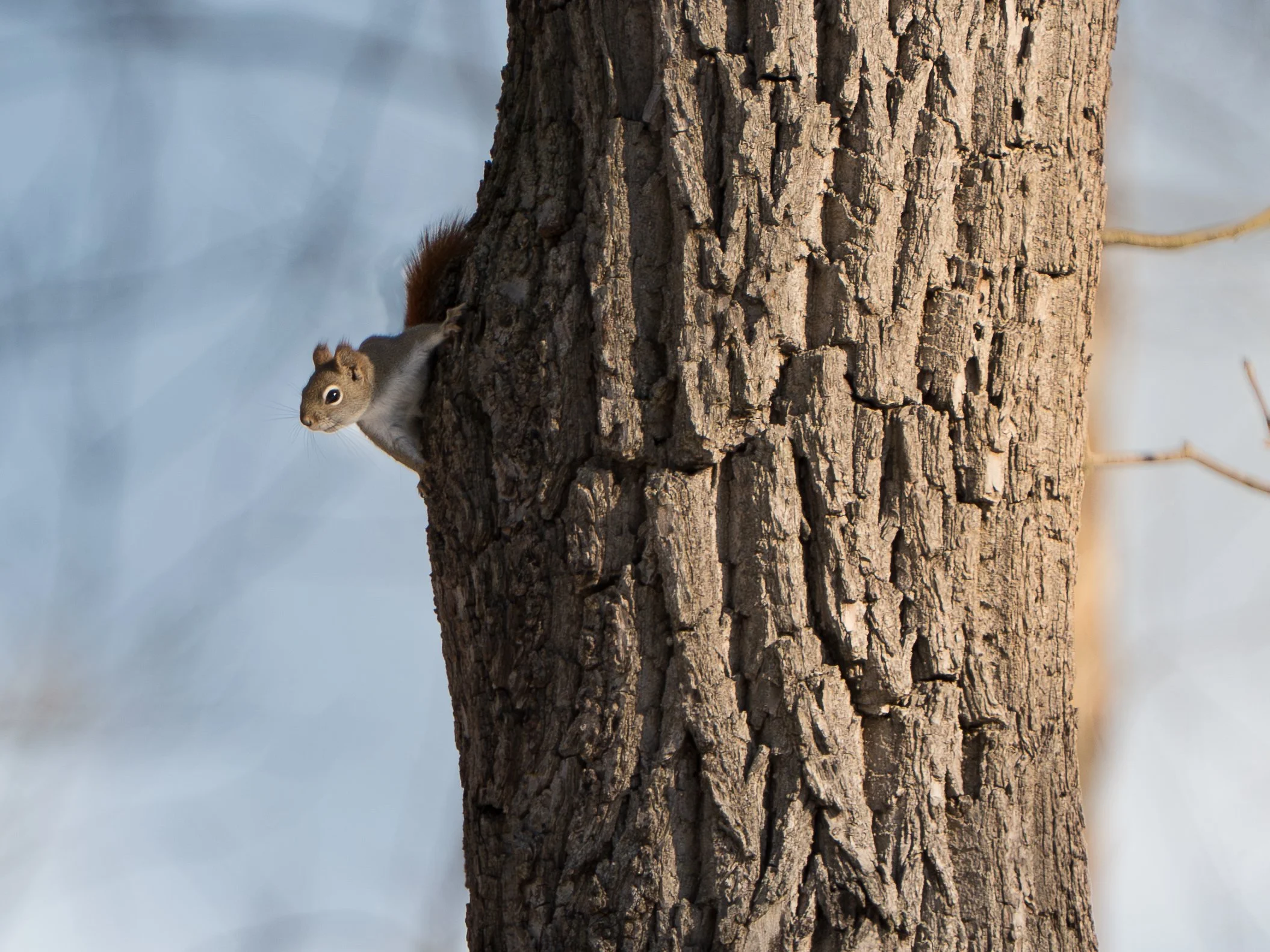 Beaver Marsh 02.14.2026-17.jpg