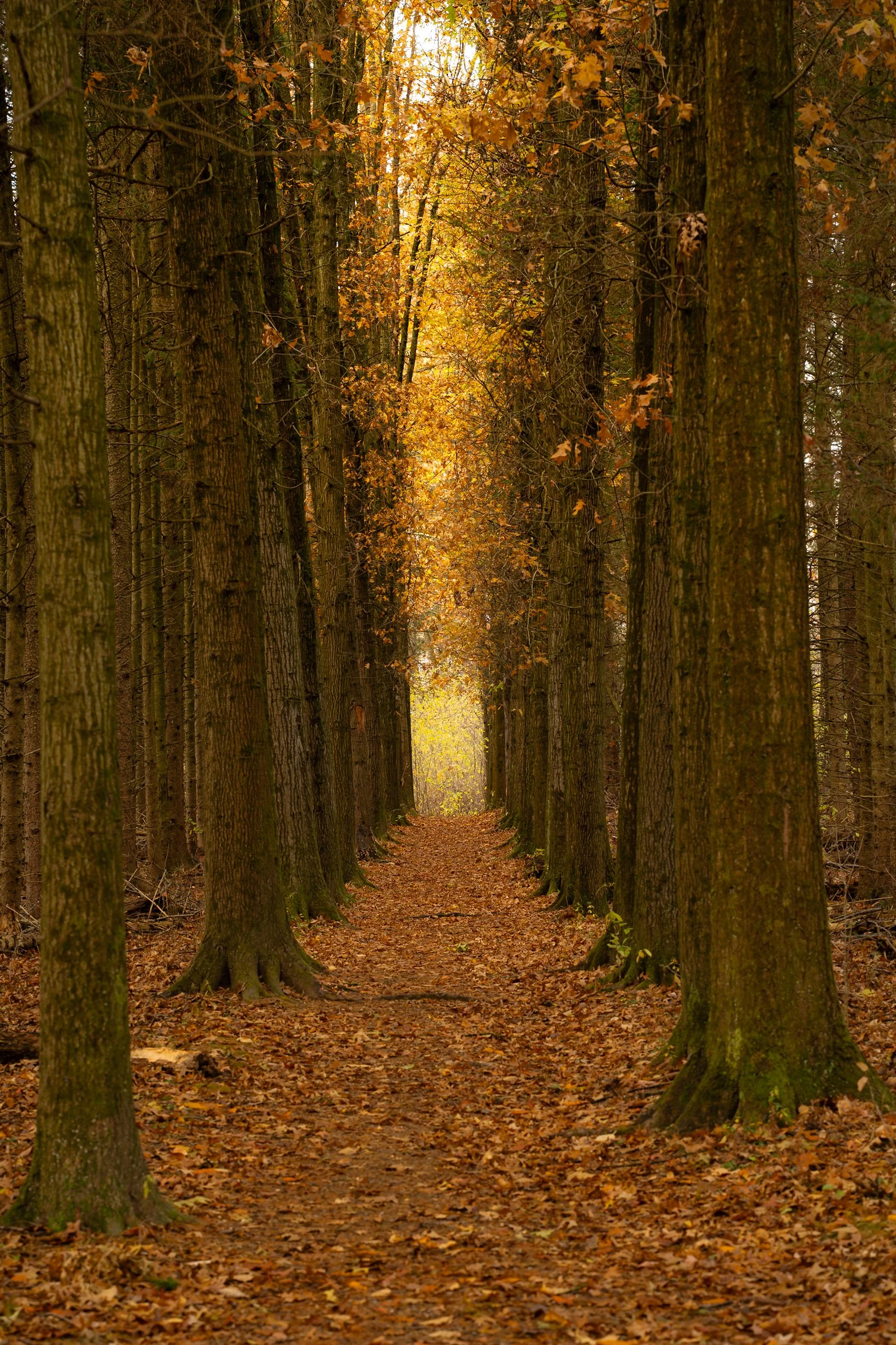 Where the Hemlocks Go