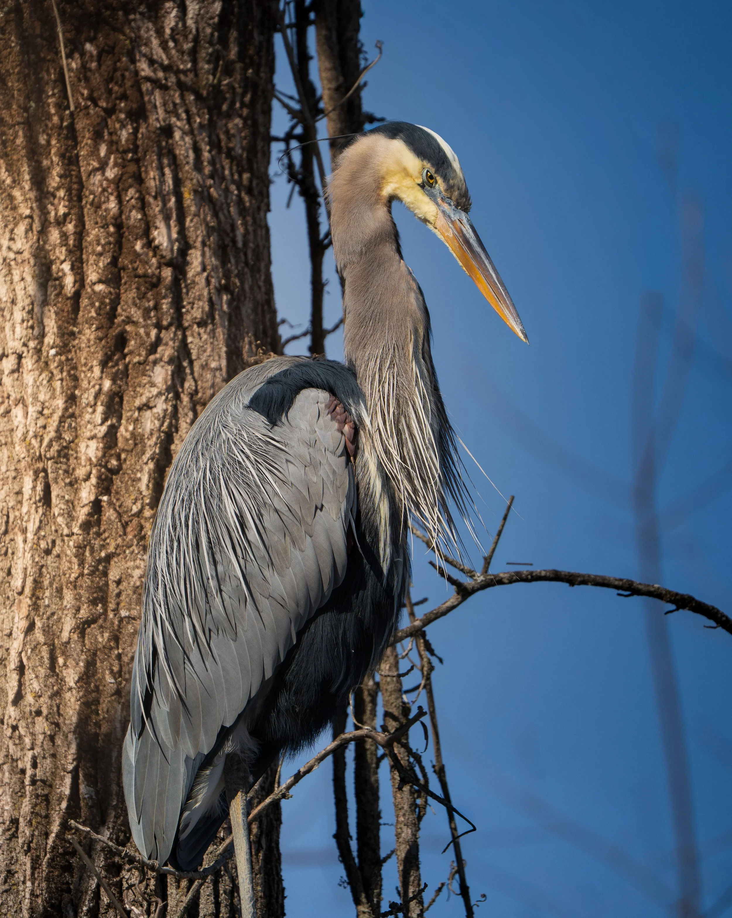 Beaver Marsh 02.14.2026-31.jpg