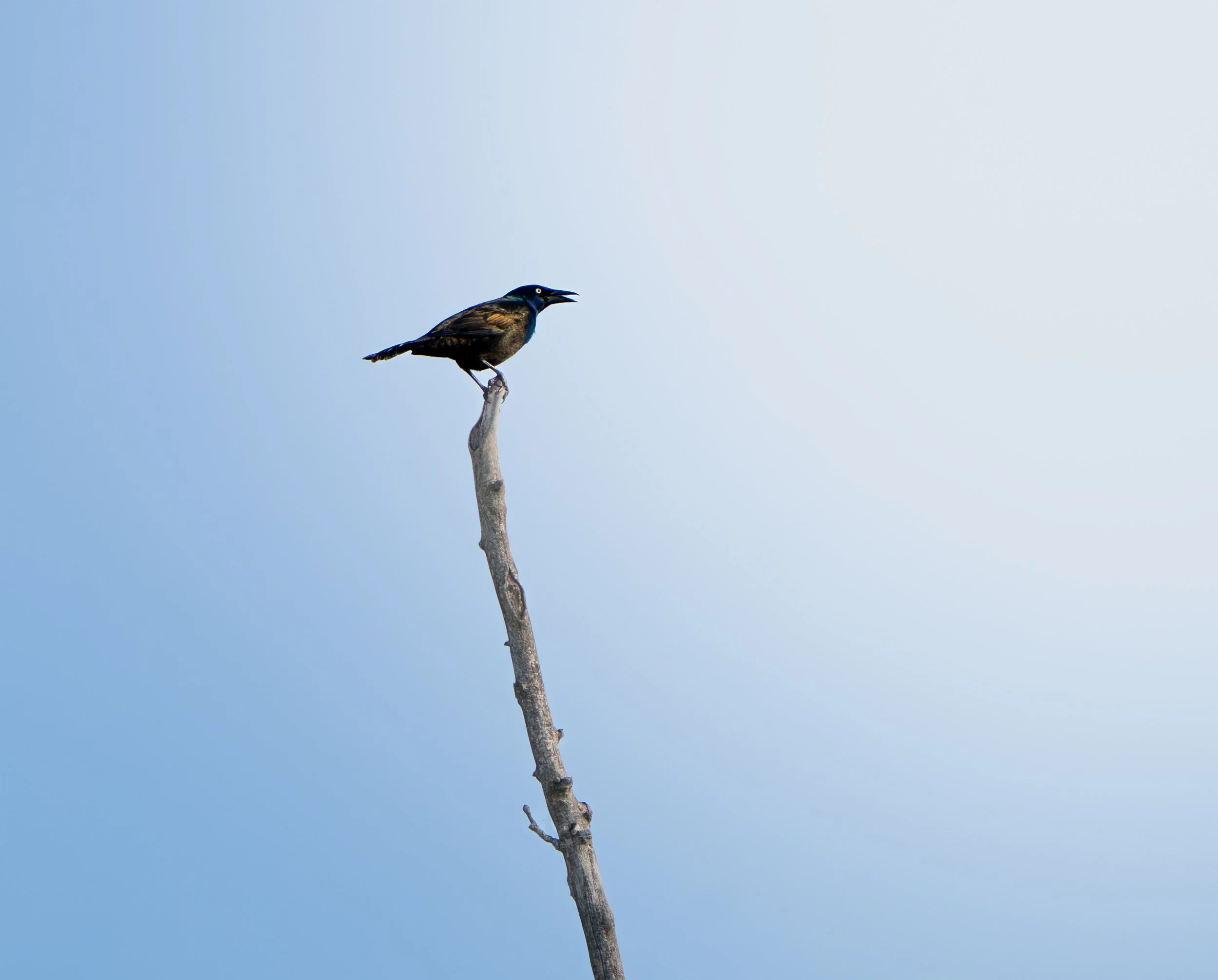 Beaver Marsh 02.14.2026-10.jpg