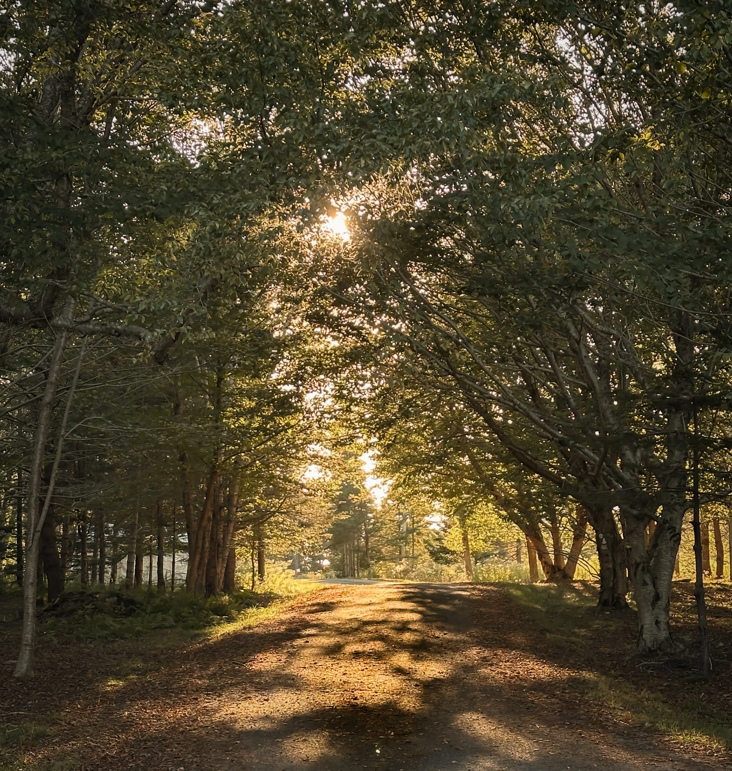Bar Harbor
Maine, USA