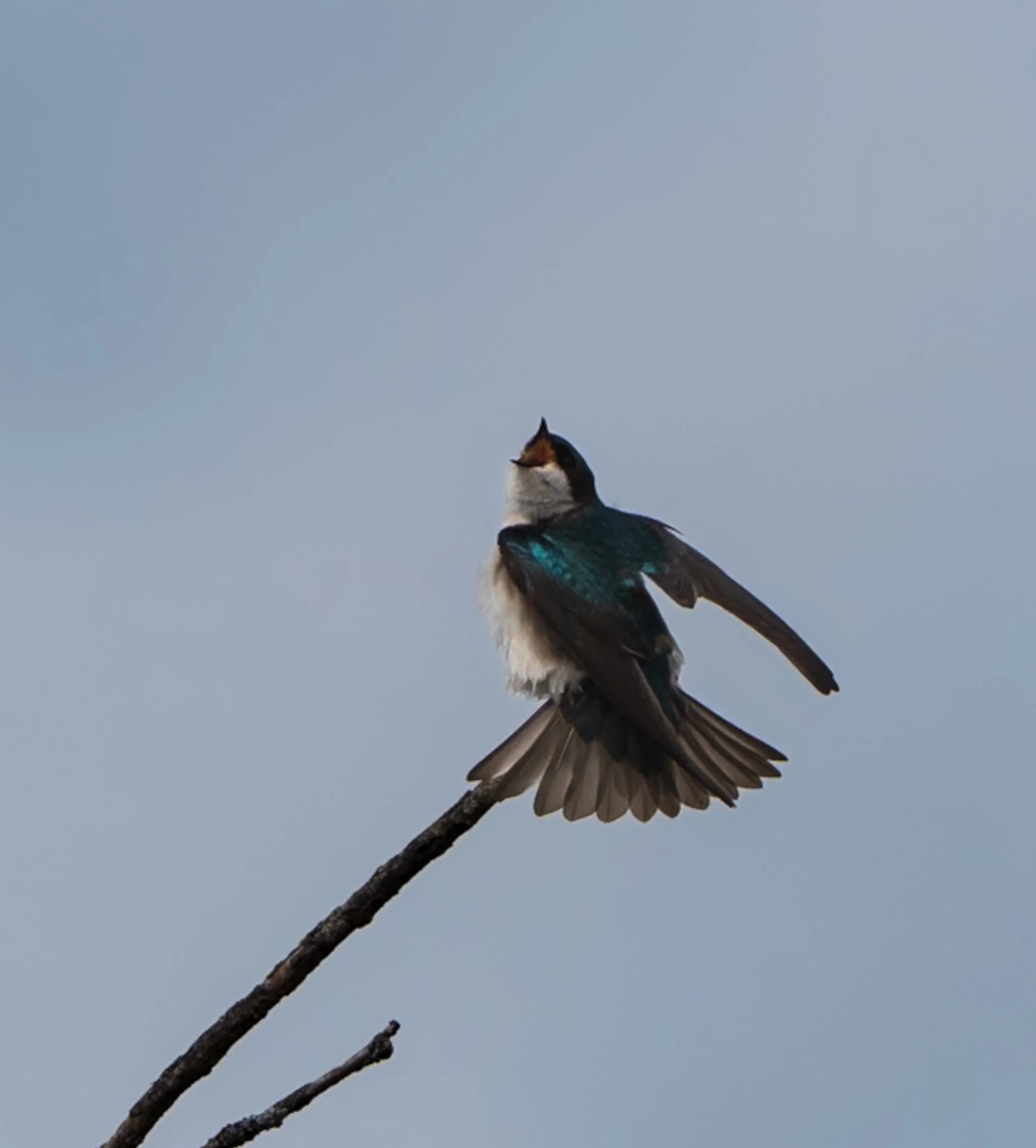 IMG_0306.jpeg