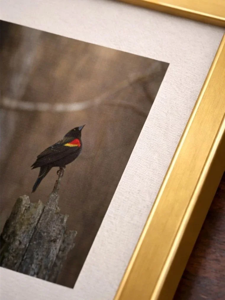 Red-Winged Blackbird perched on a weathered post in a quiet spring woodland.