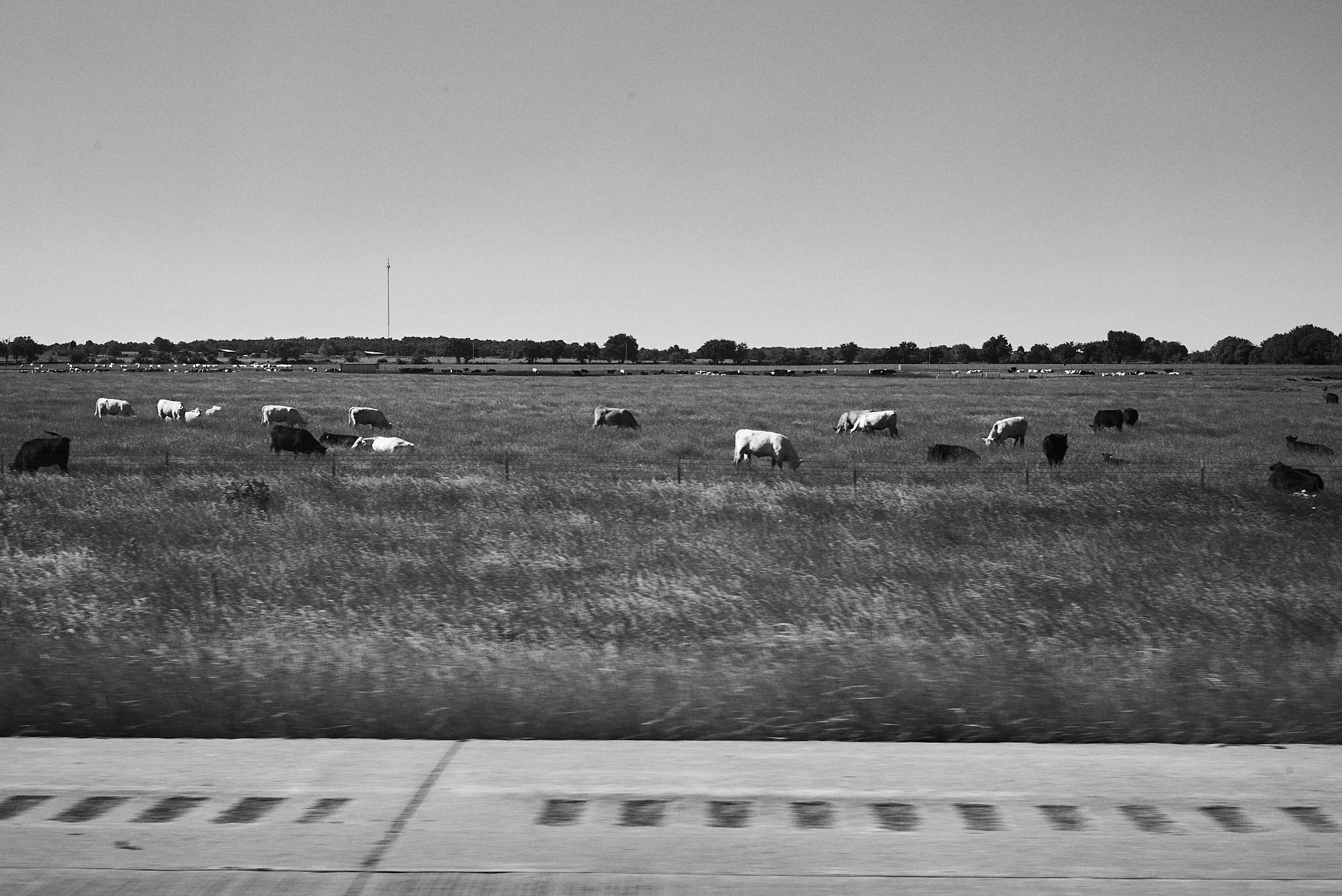 Black and white photo of cows grazing in a wide open field with trees in the background and a utility pole or antenna on the horizon.