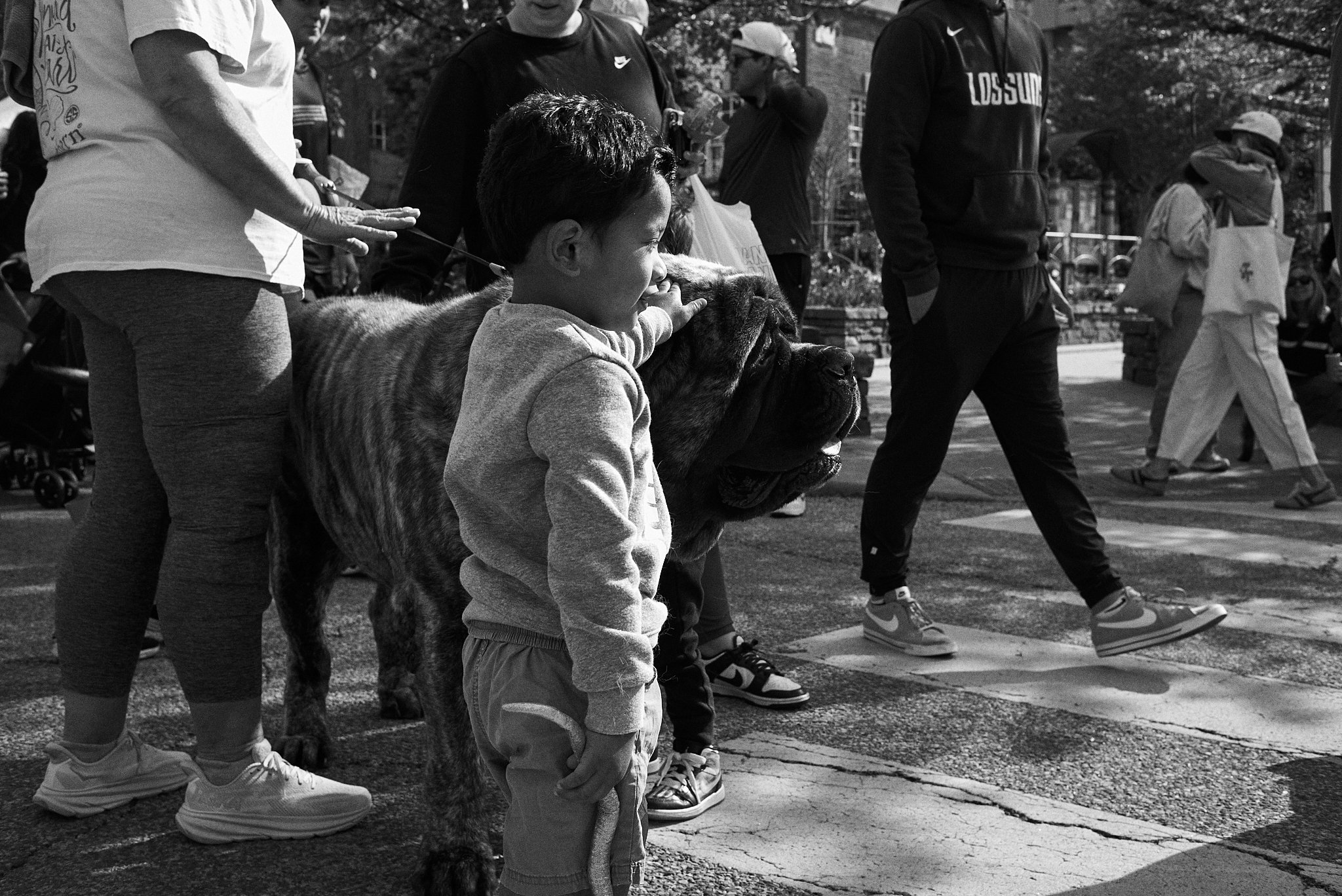A young boy petting a large dog on a busy city street with people walking by.