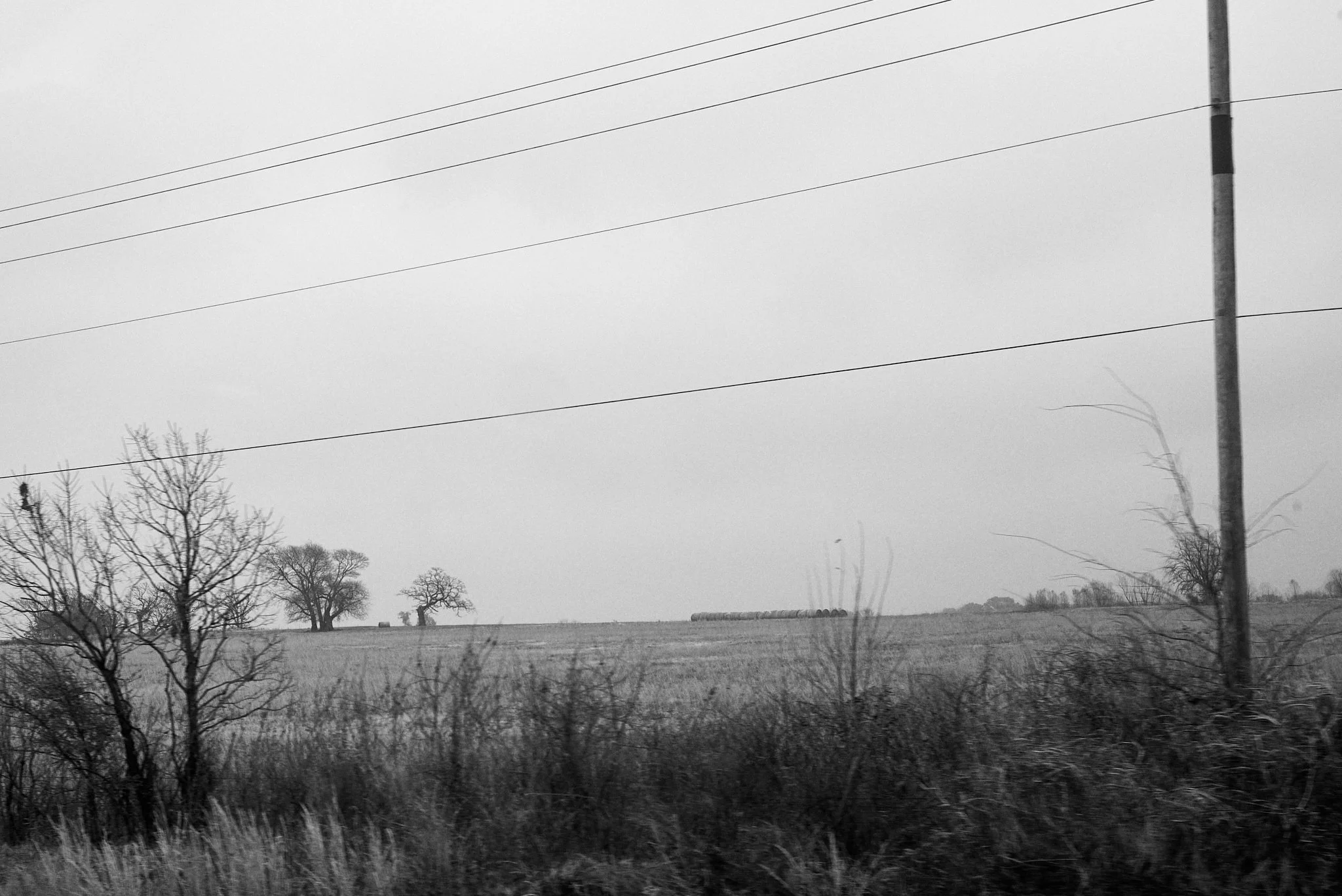Black and white photo of a rural landscape with leafless trees, tall grass, power lines, and a utility pole under an overcast sky.