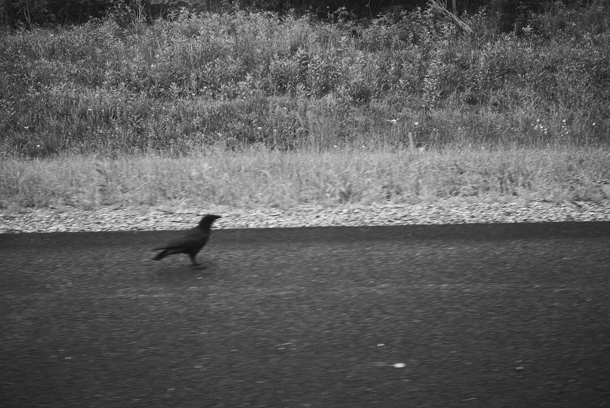 A black silhouette of a dog running along a paved road with grass and shrubs in the background.