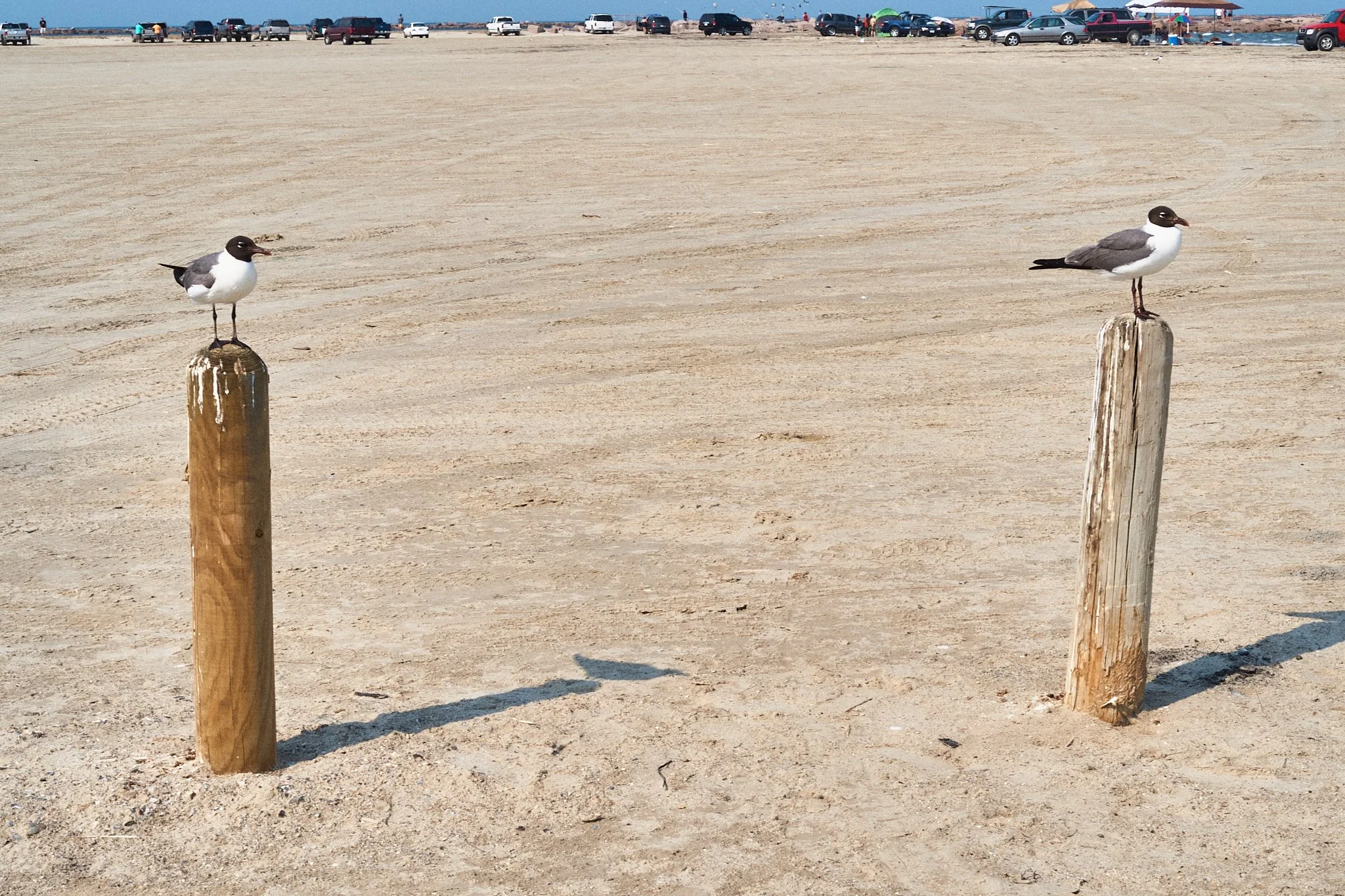 Two seagulls perched on wooden posts on a sandy beach with parked cars and people in the background.