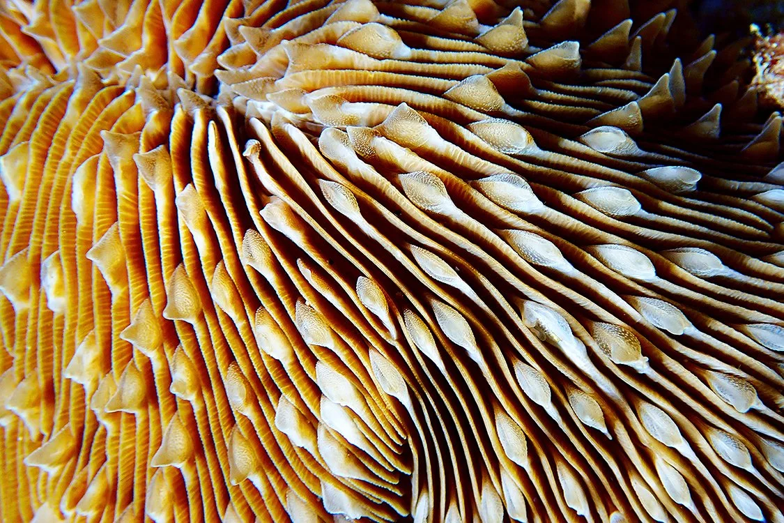 Oval Mushroom Coral ʻākoʻ āko ‘a kohe