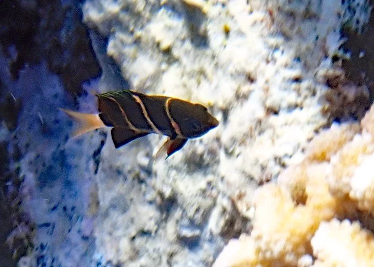 Phoenix Damsel 082224.jpg