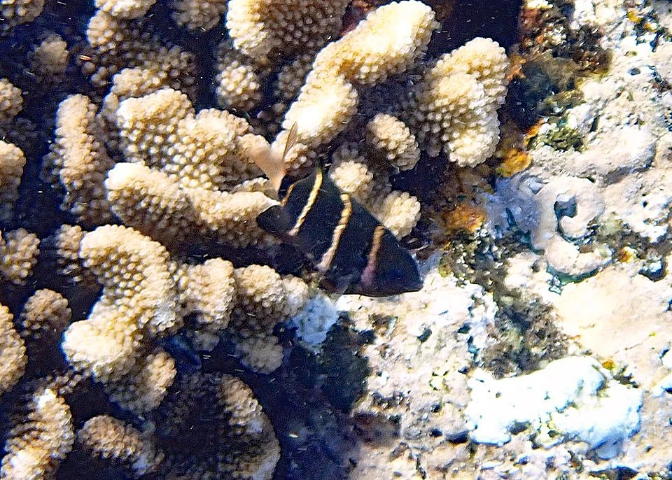 Phoenix Damsel 081324.jpg