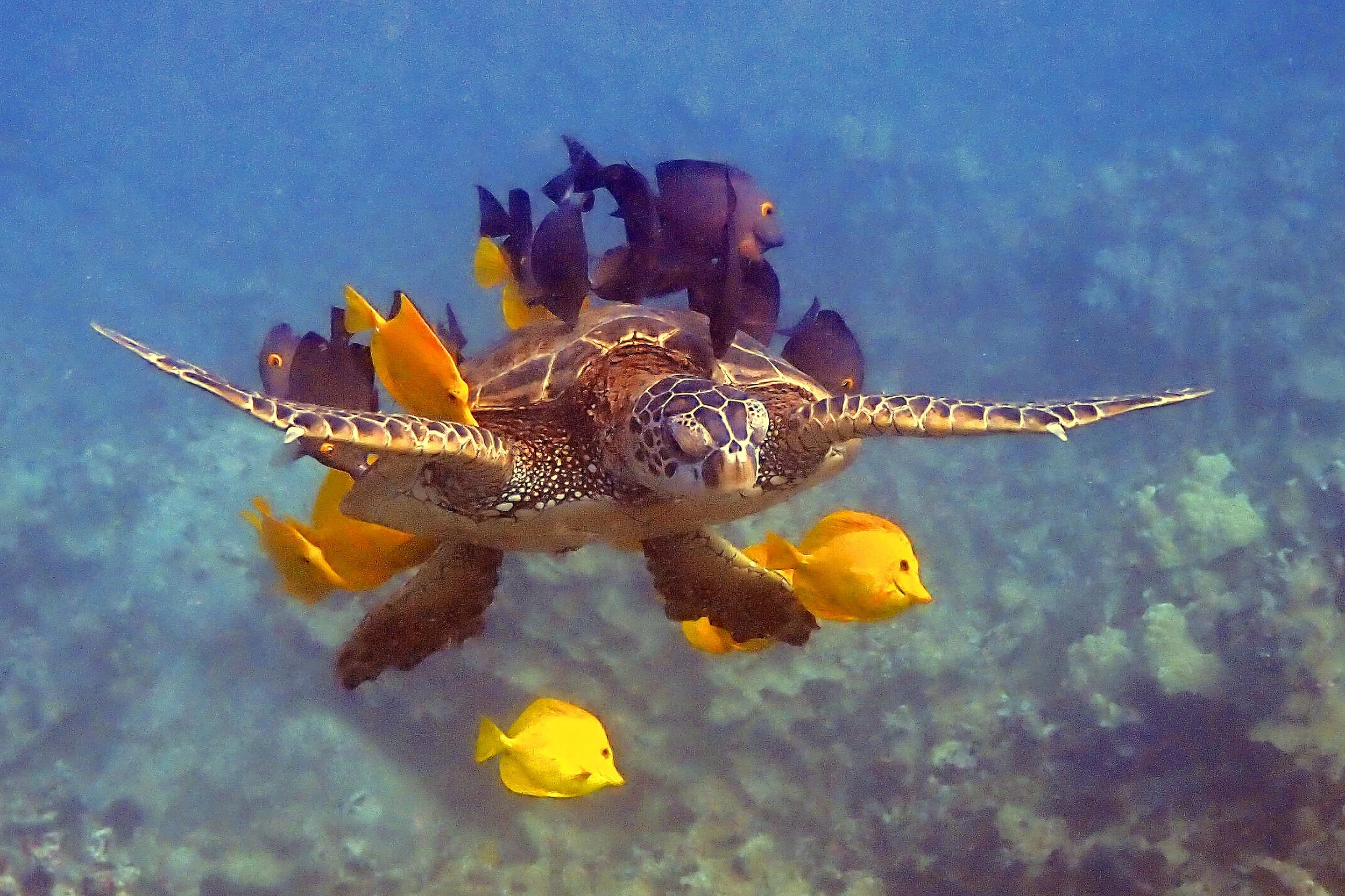 Green Turtle honu Cleaning Station, Puako, South Kohala