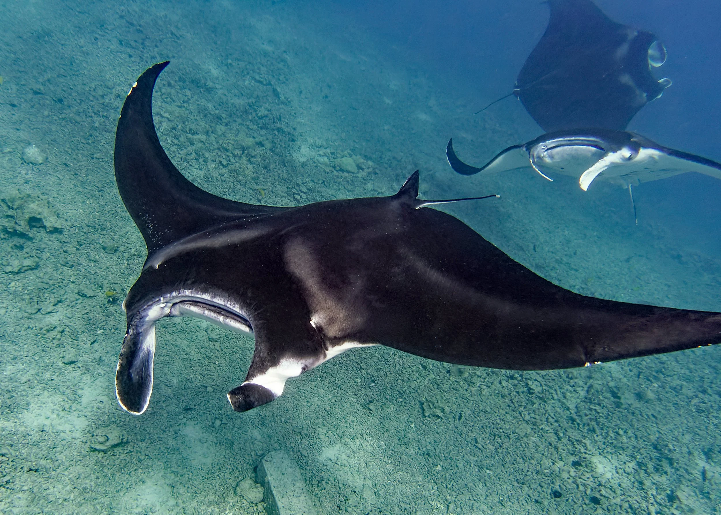 Coastal Manta Rays hahalua Courting, Keahou, South Kona