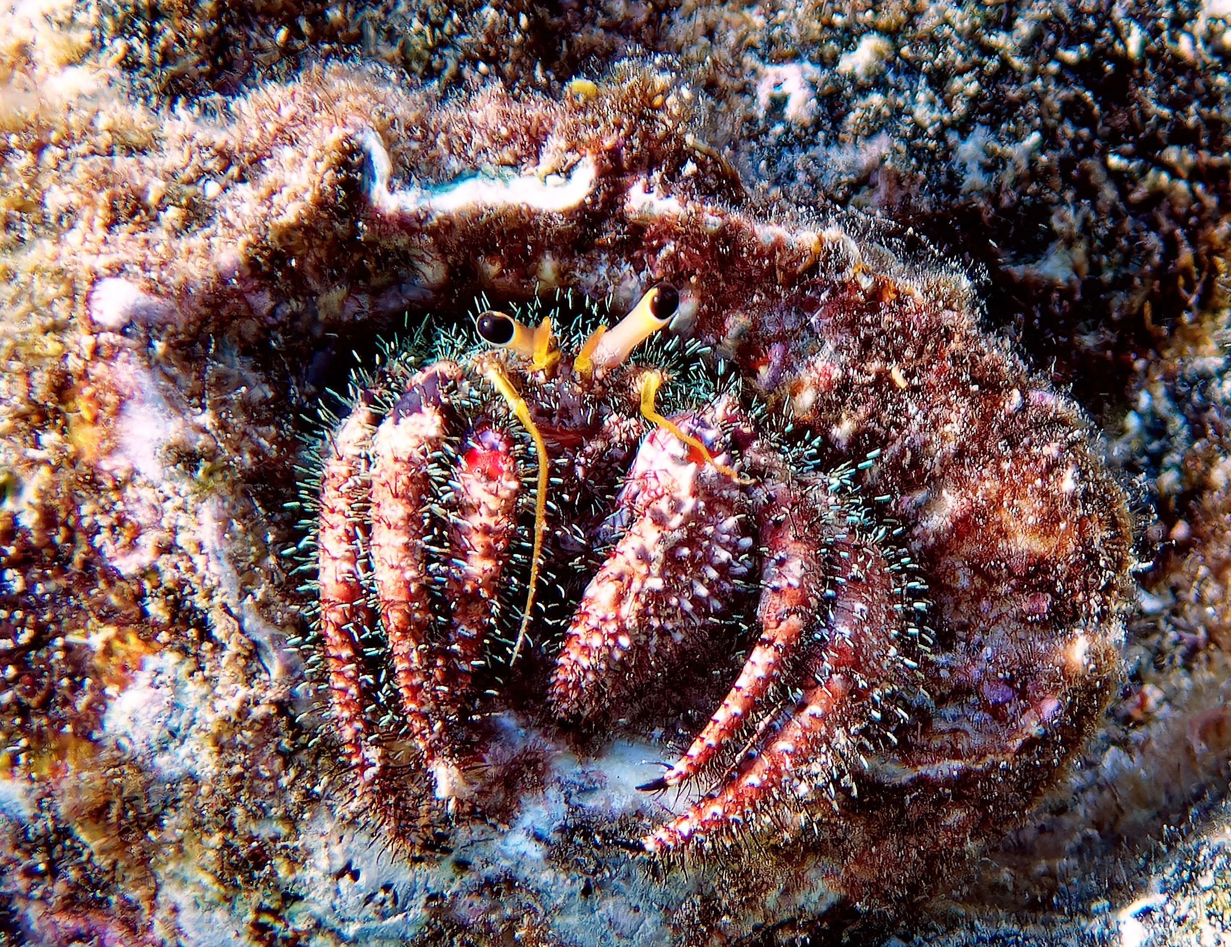 Bloody Hermit Crab