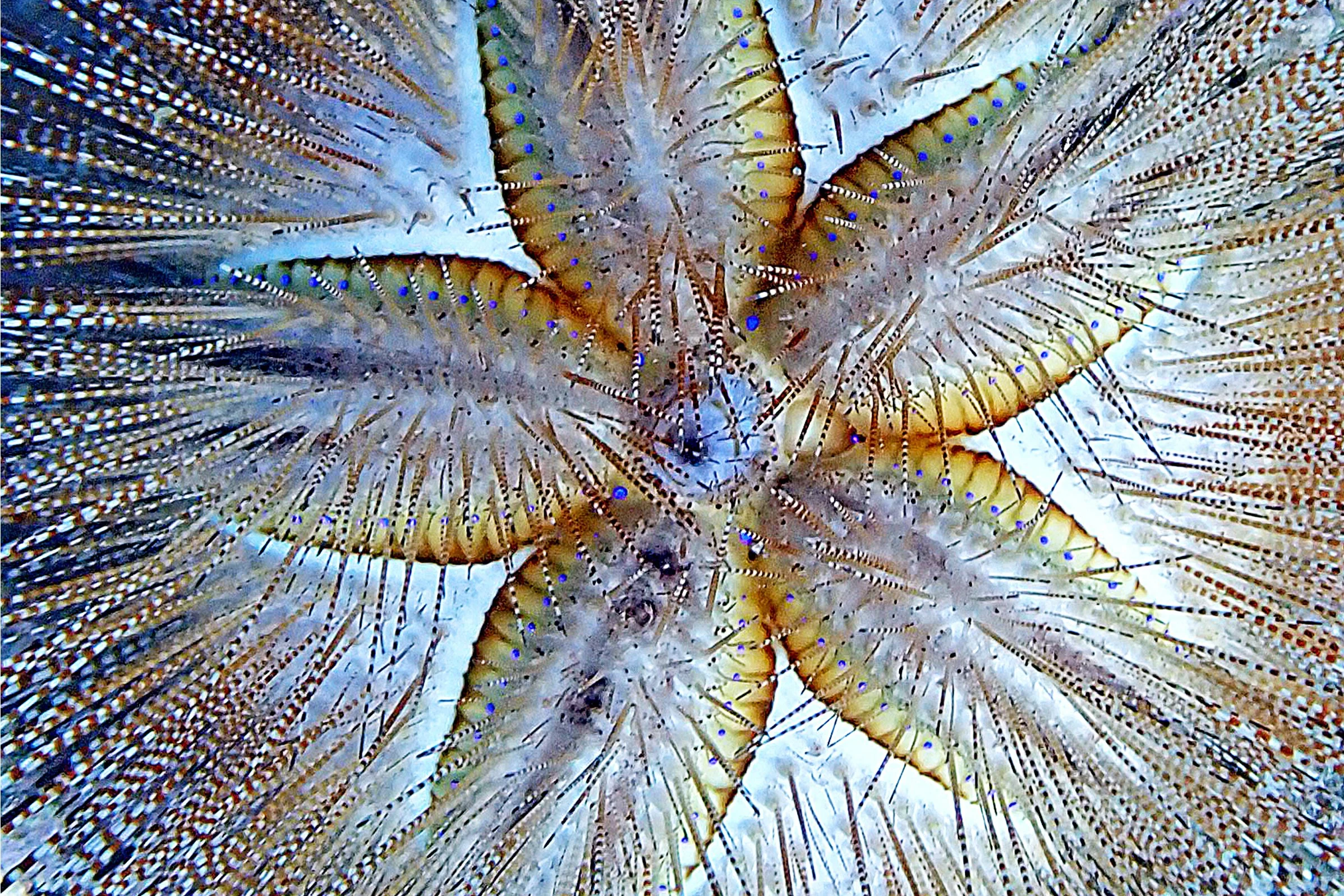 Blue-Spotted Urchin, Mahukona, North Kohala