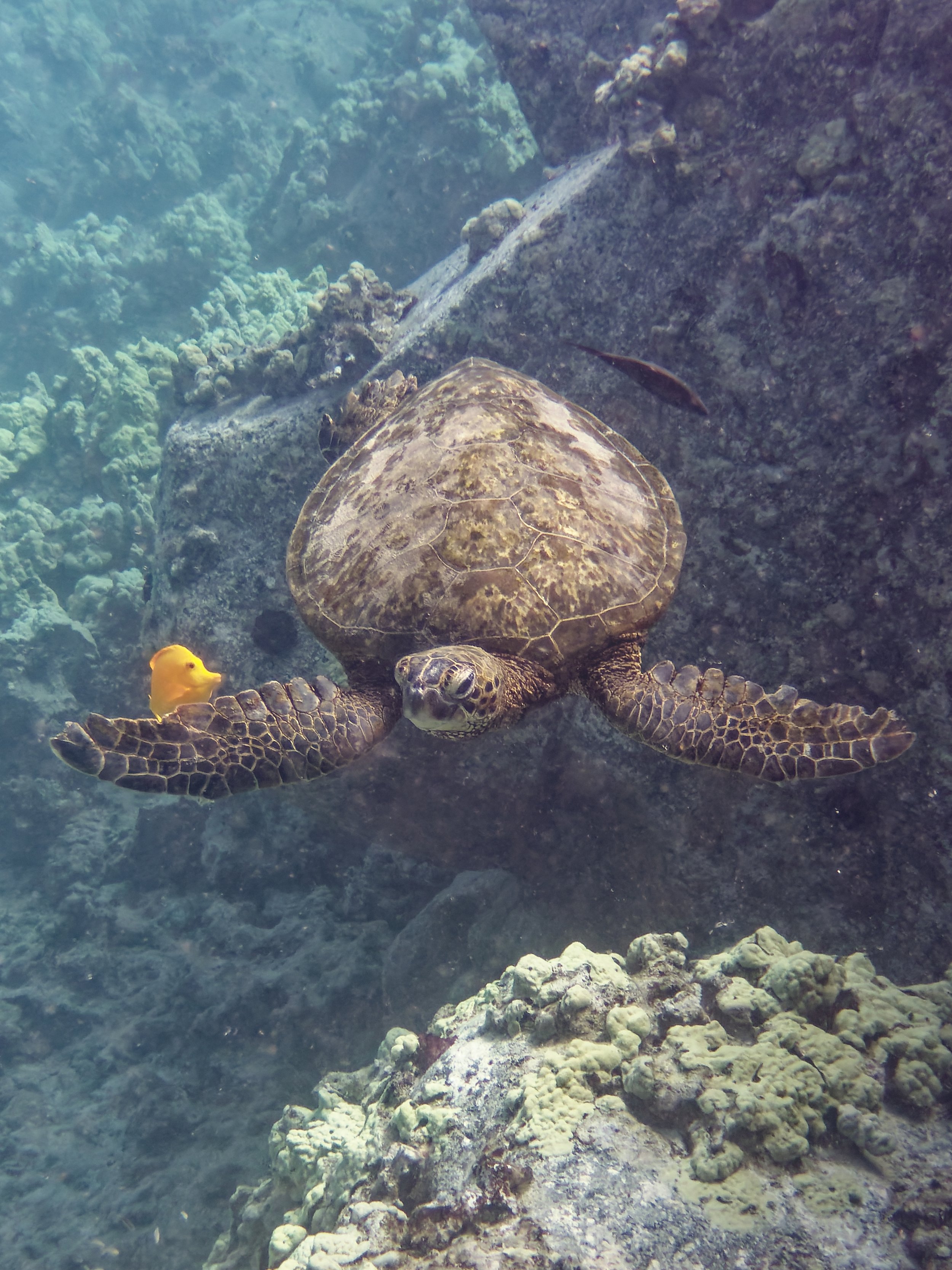 Green Turtle honu & Yellow Tang lau’ īpala, Mahukona, North Kohala