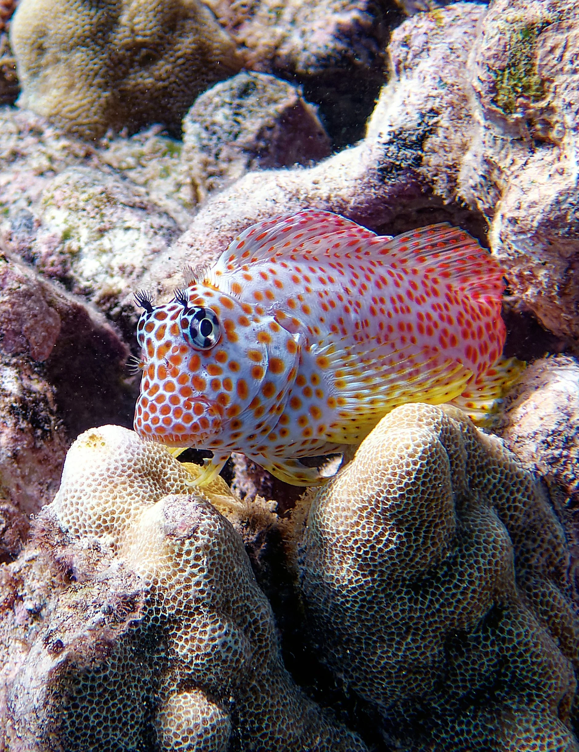 Spotted Coral Blenny pāoʻo ʻo kauila, Mahukona, North Kohala