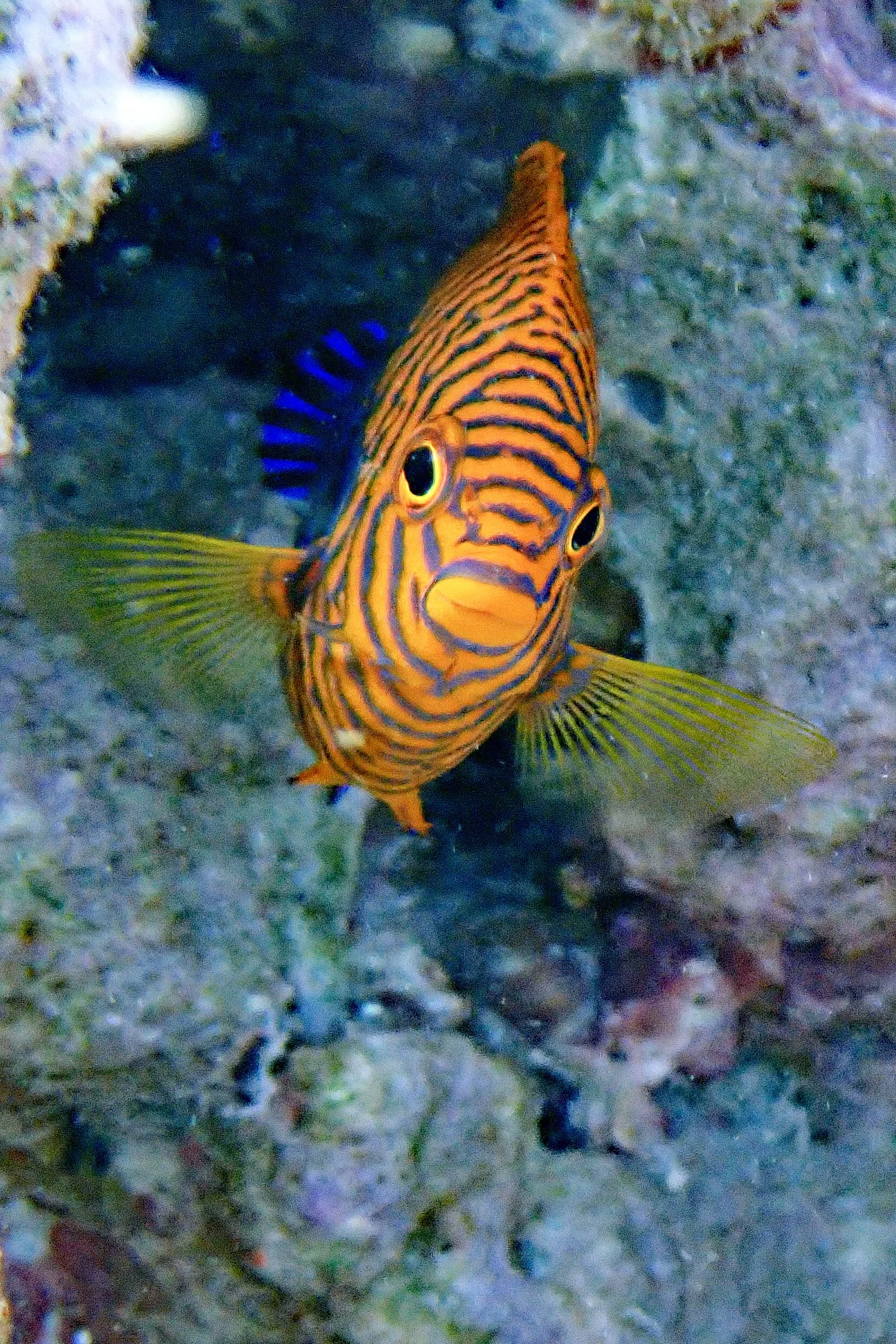 Potterʻs Angelfish, Mahukona, North Kohala
