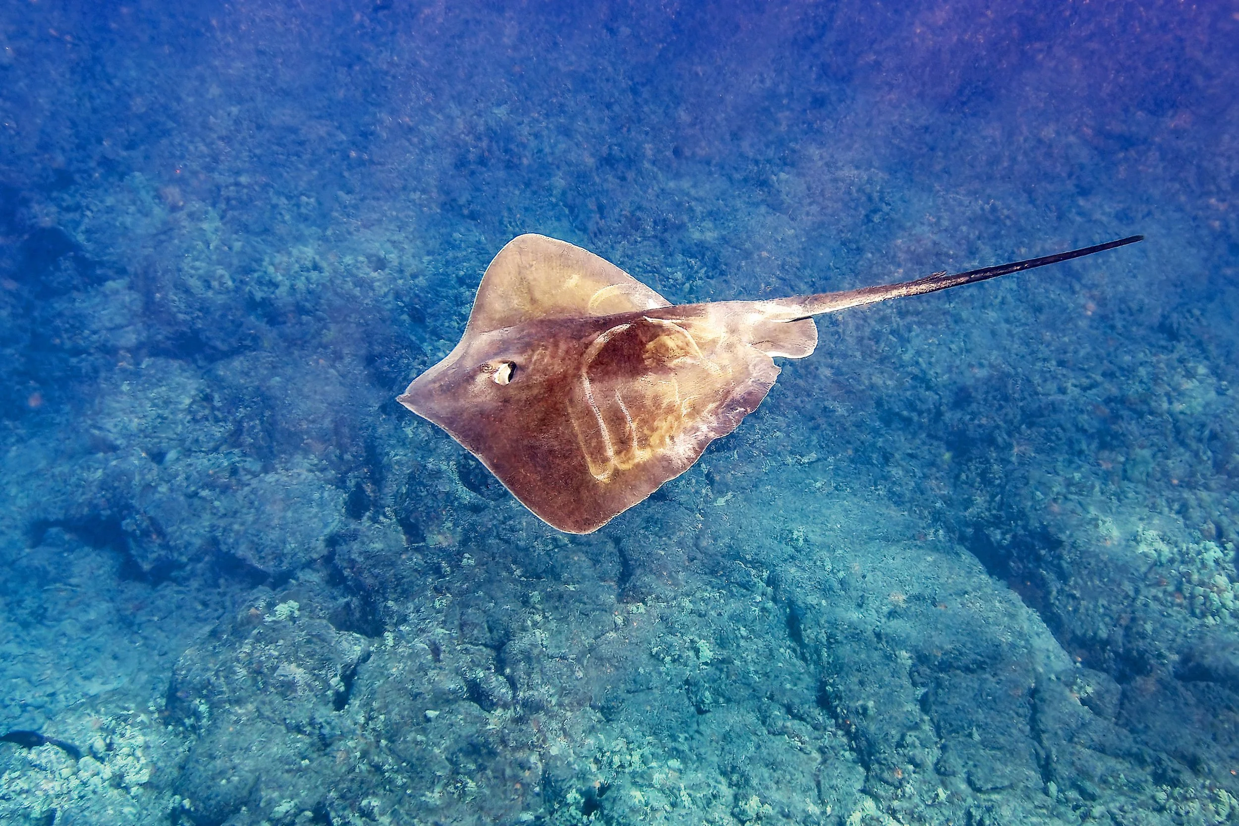 Stingray-12x18-022226_DxO.jpg