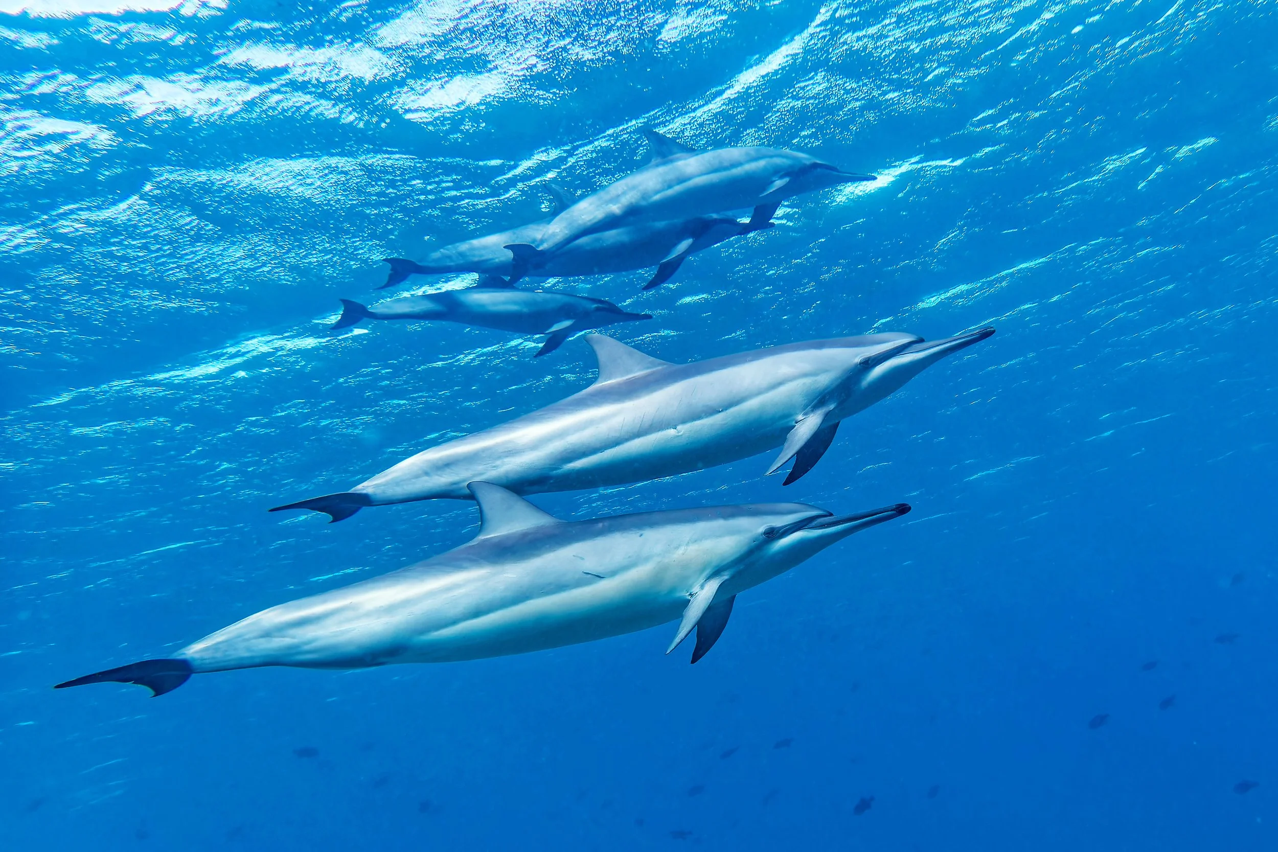 Spinner Dolphin naiʻa Pod