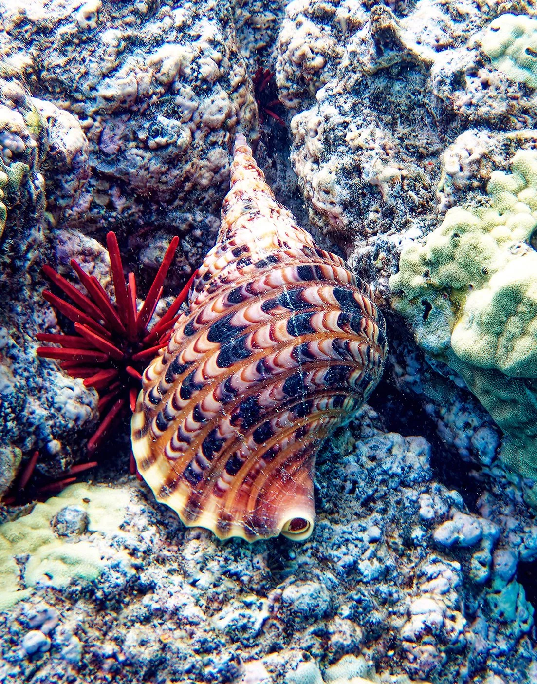 Tritonʻs Trumpet Snail pū, `olē