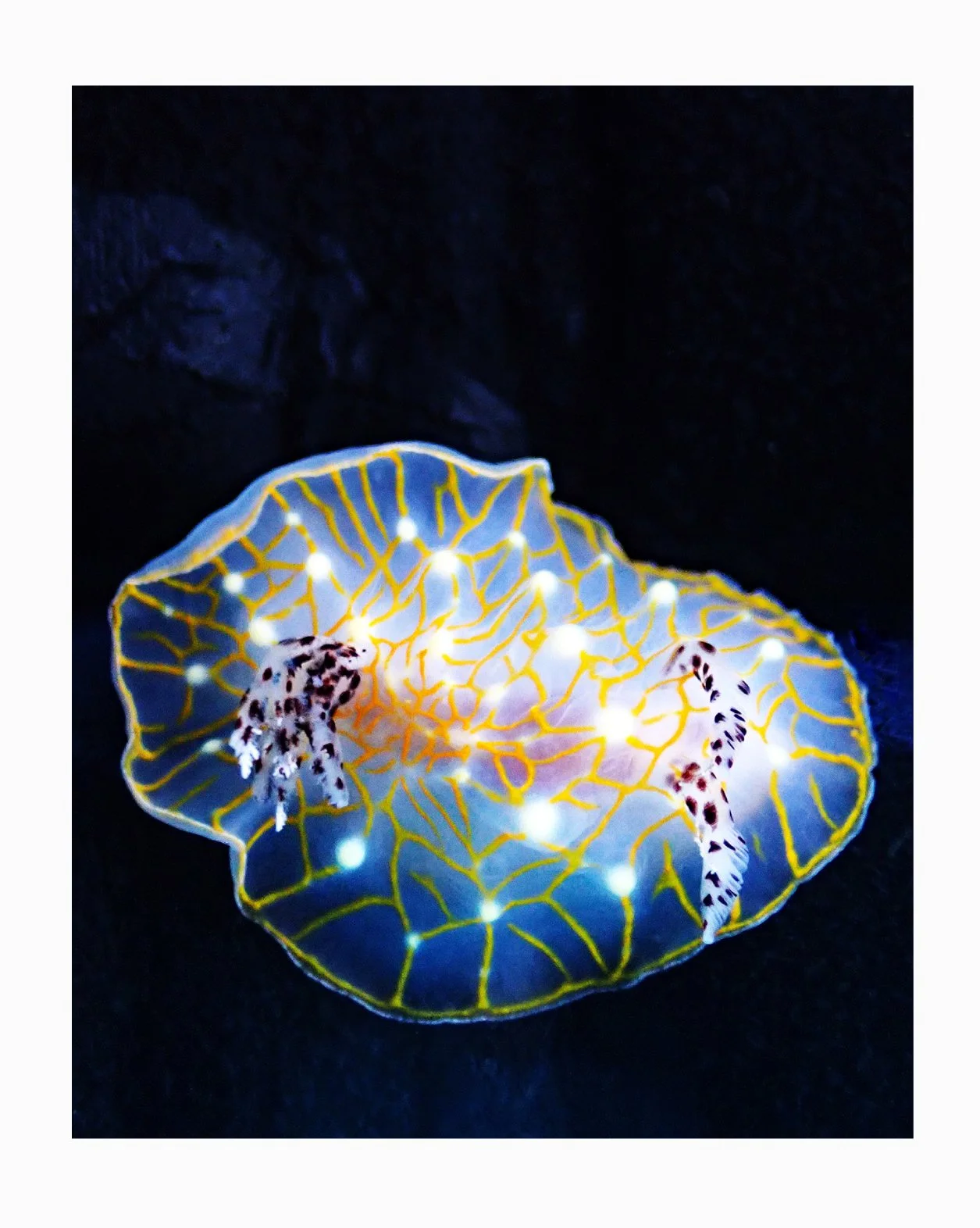 Gold Lace Nudibranch, Mahukona, North Kohala