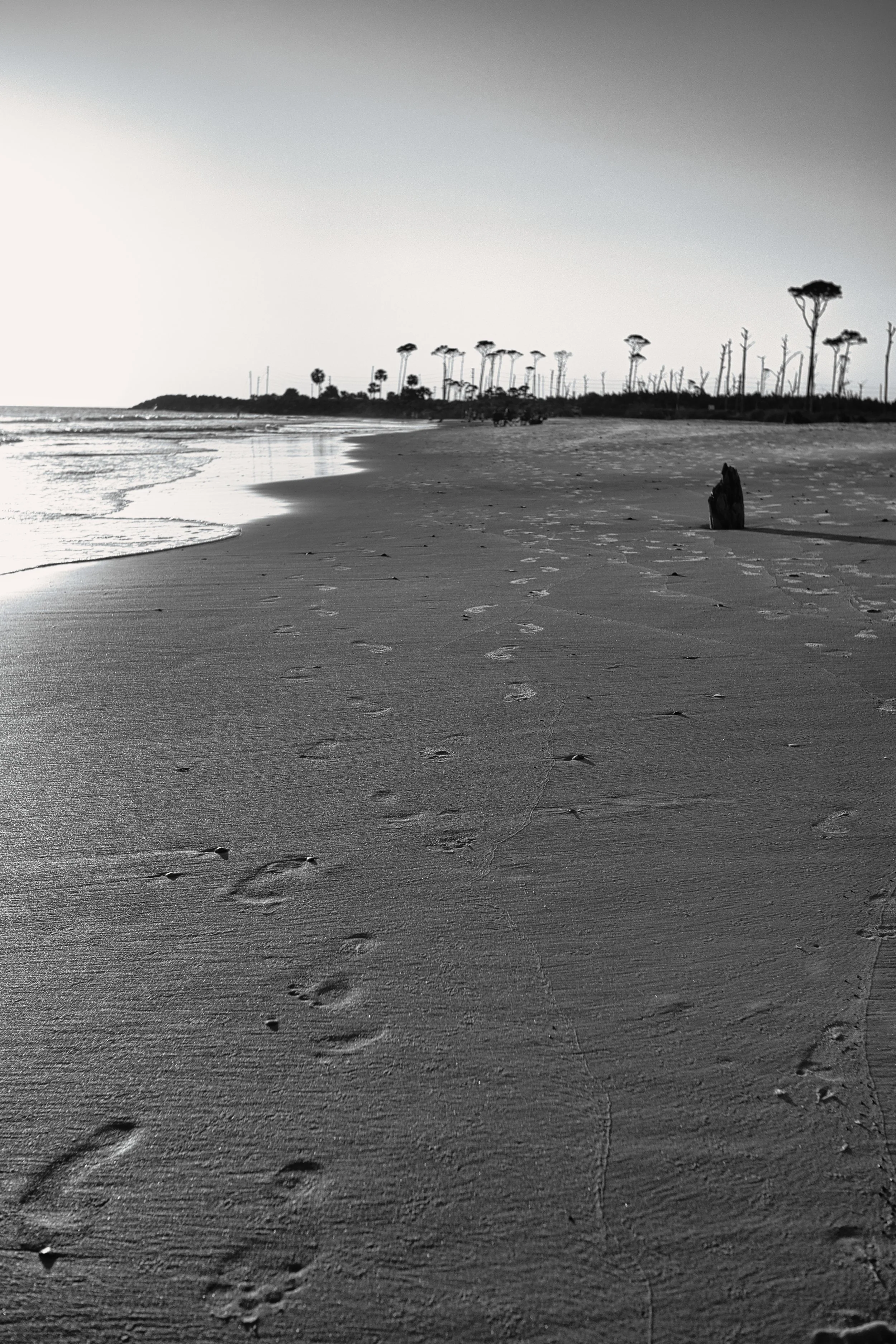 Black and white photograph of a footprints in wet sand along a quiet beach, with driftwood and distant trees on the shoreline.
