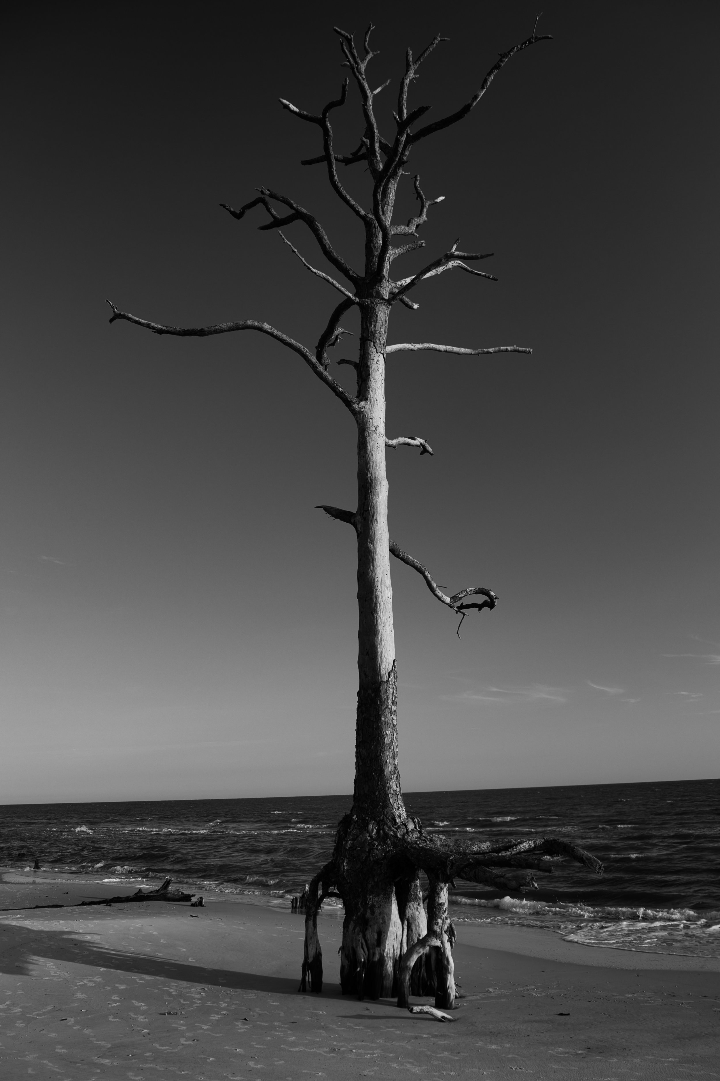Black and white photograph of a solitary tree standing along a beach, with exposed roots and ocean water nearby.