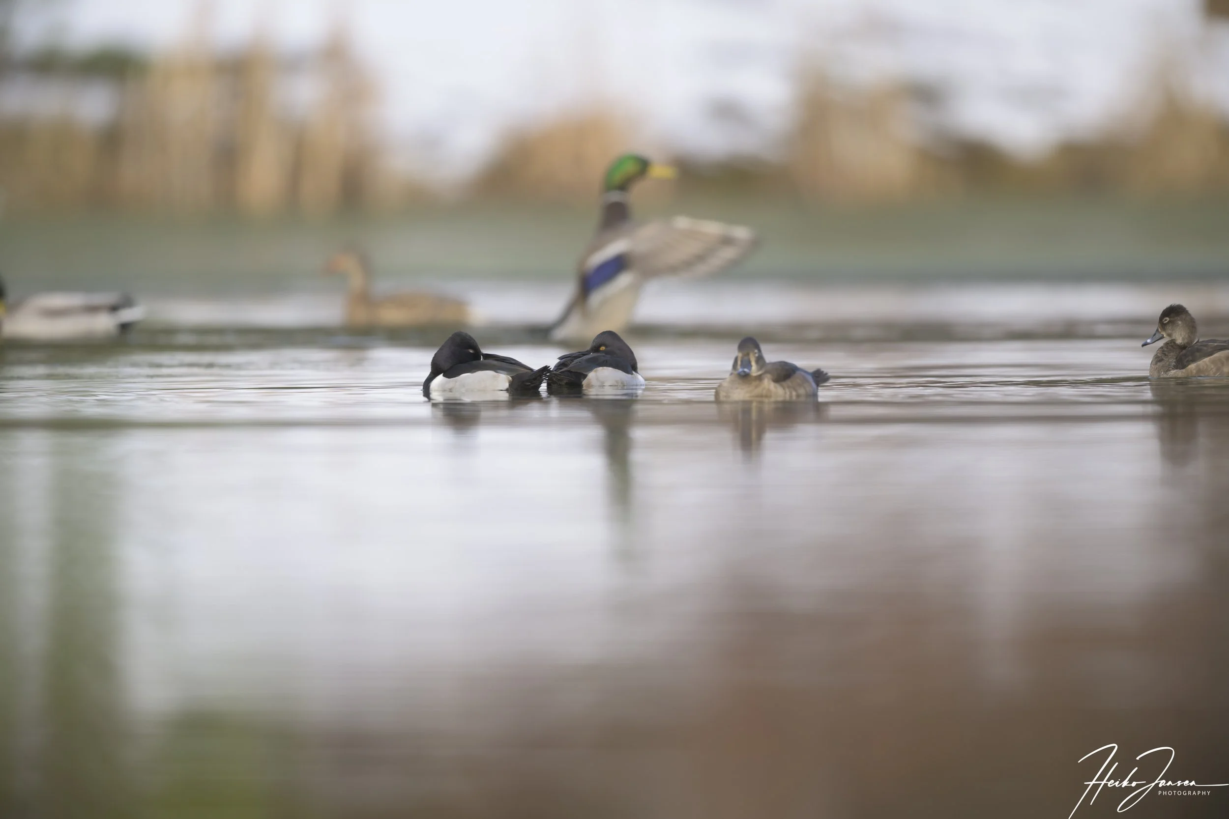 Ring-necked ducks and mallards.

Nikon Z8, Nikon VR 600mm f4E; 850mm (1.4TC), 1/160 sec, f5.6, ISO 200, 0.67 EV.