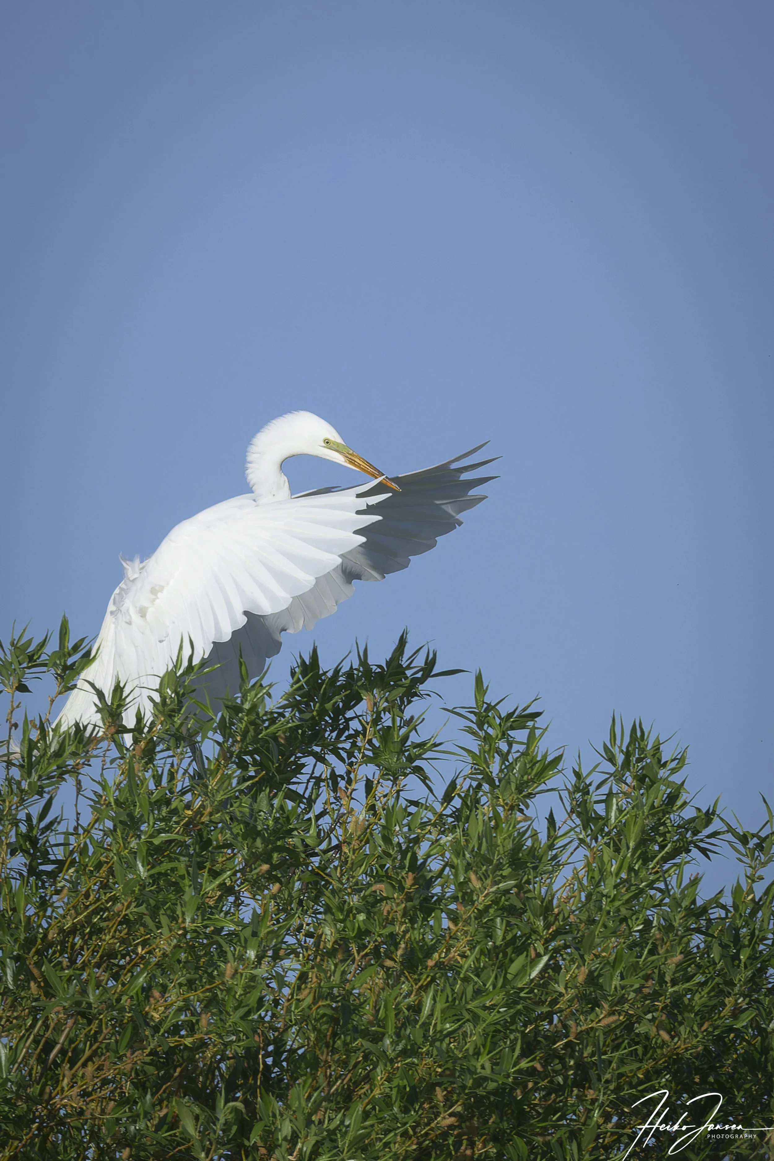 Great egret.

Nikon Z8, Nikon VR 600mm f4E; 600mm, 1/1000 sec, f16, ISO 1000, 0 EV.