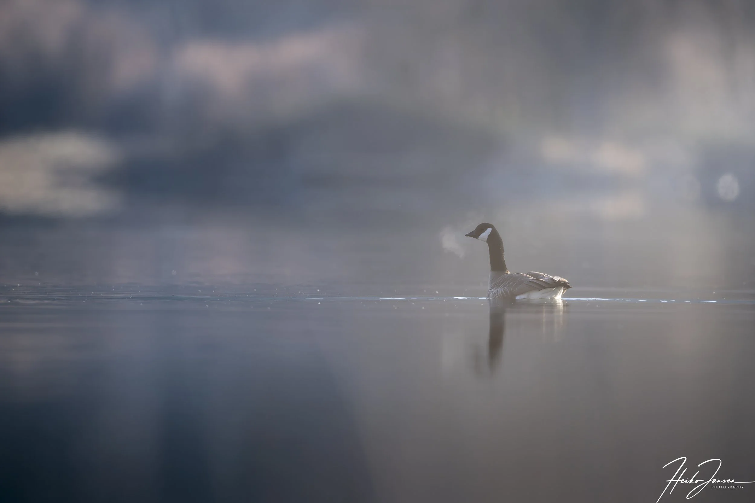 Canada goose

Nikon Z8, Nikon VR 600mm f4E; 600mm, 1/500 sec, f5, ISO 280, 0 EV.