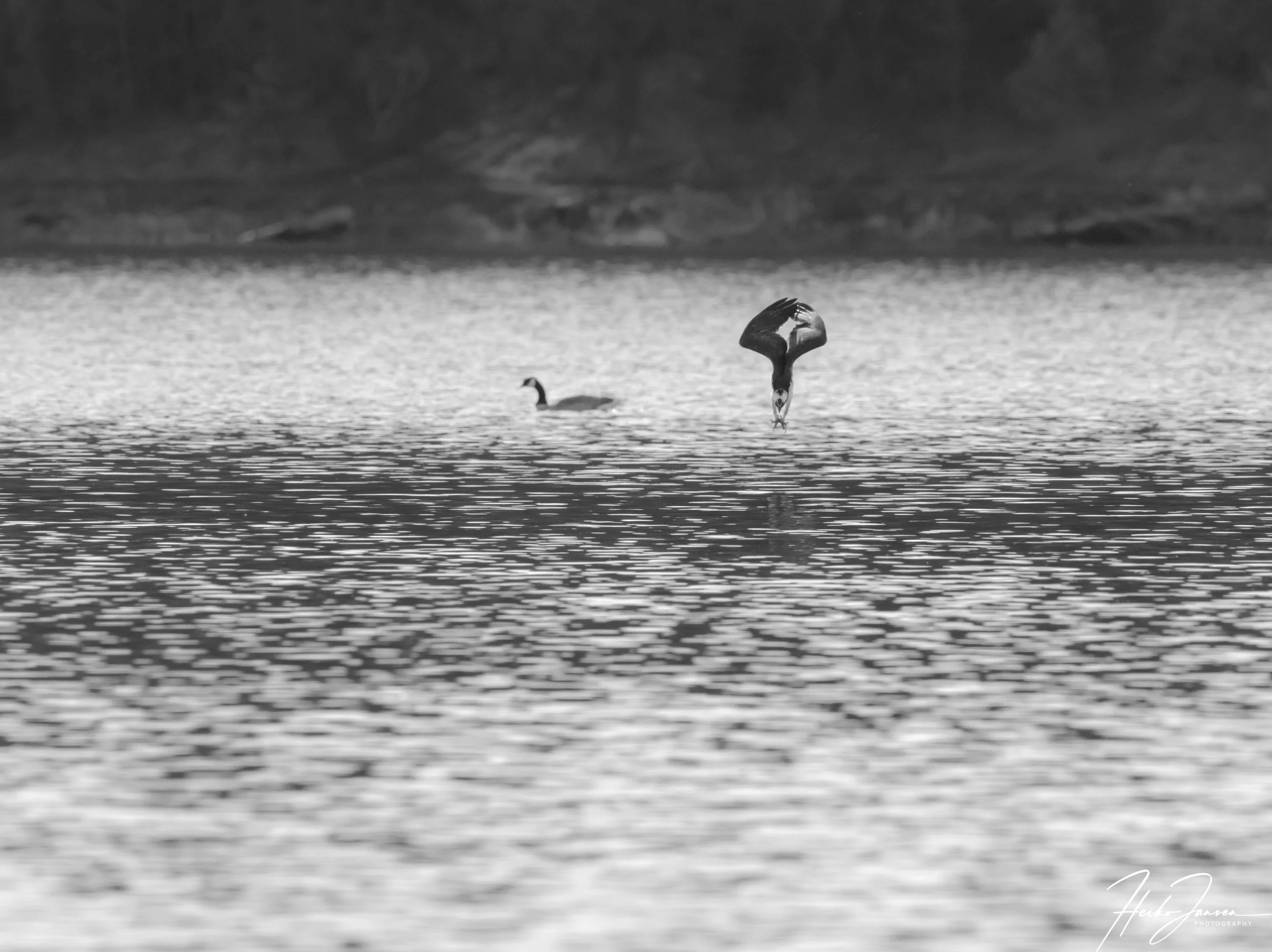 Osprey

Nikon Z8, Nikon VR 600mm f4E; 600mm), 1/5000 sec, f7.1, ISO 2000, 0 EV.