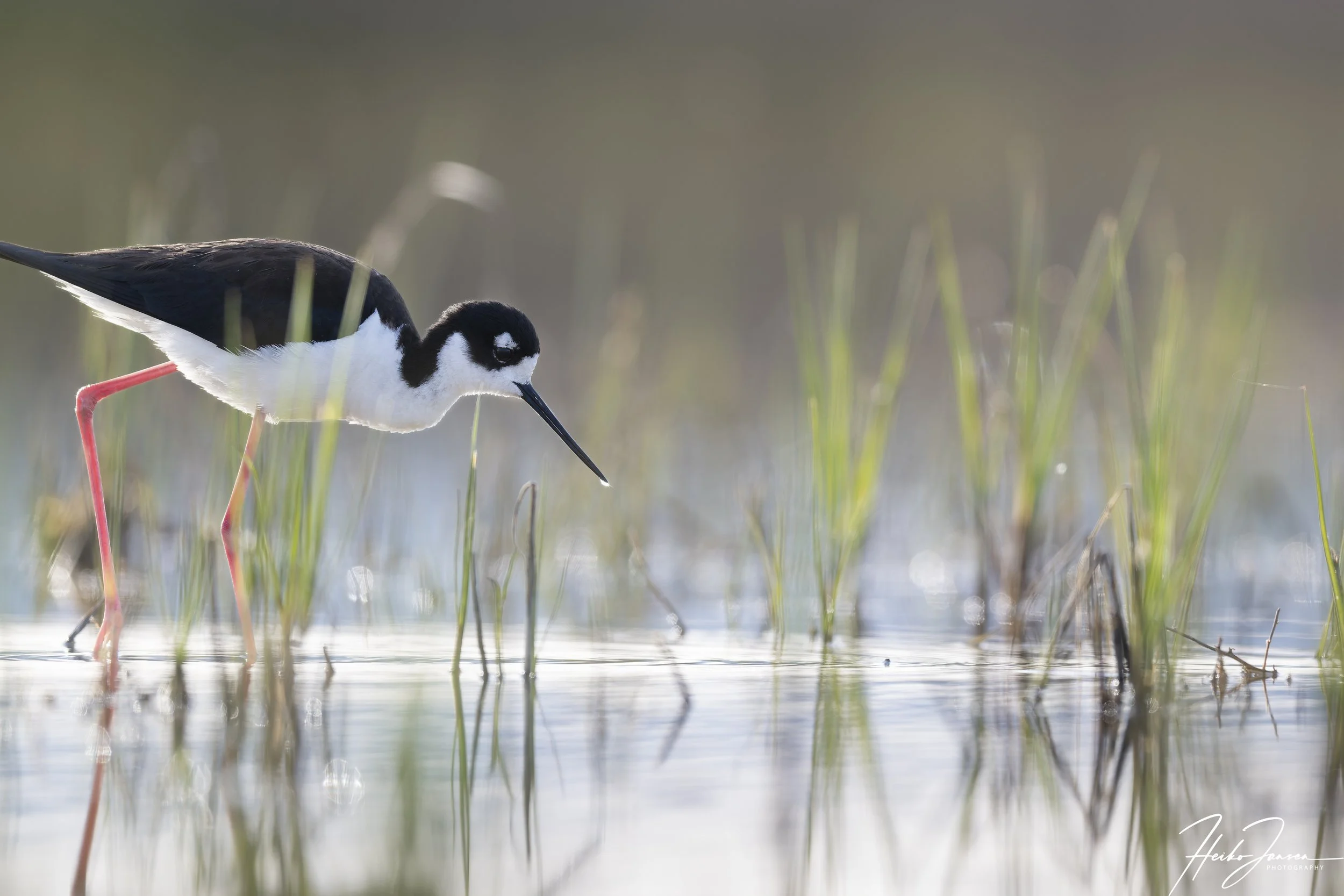 Black-necked stilt.

Nikon Z8, VR 600mm f4E; 600mm, 1/640 sec, f5, ISO 280, 0.33 EV.