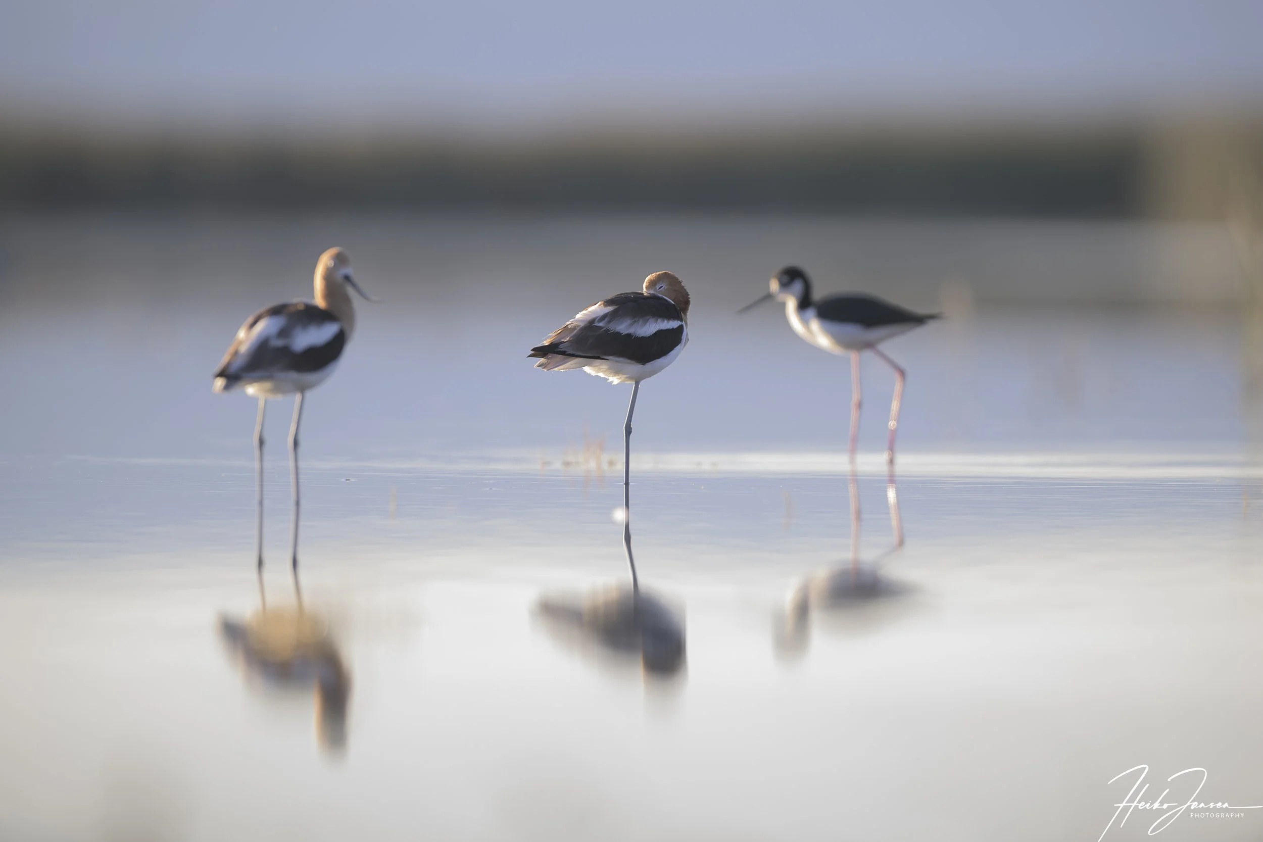 American Avocets and Black-necked stilt.

Nikon Z8, Nikon VR 600mm f4E; 600mm, 1/250 sec, f4.5, ISO 220, 2 EV. 