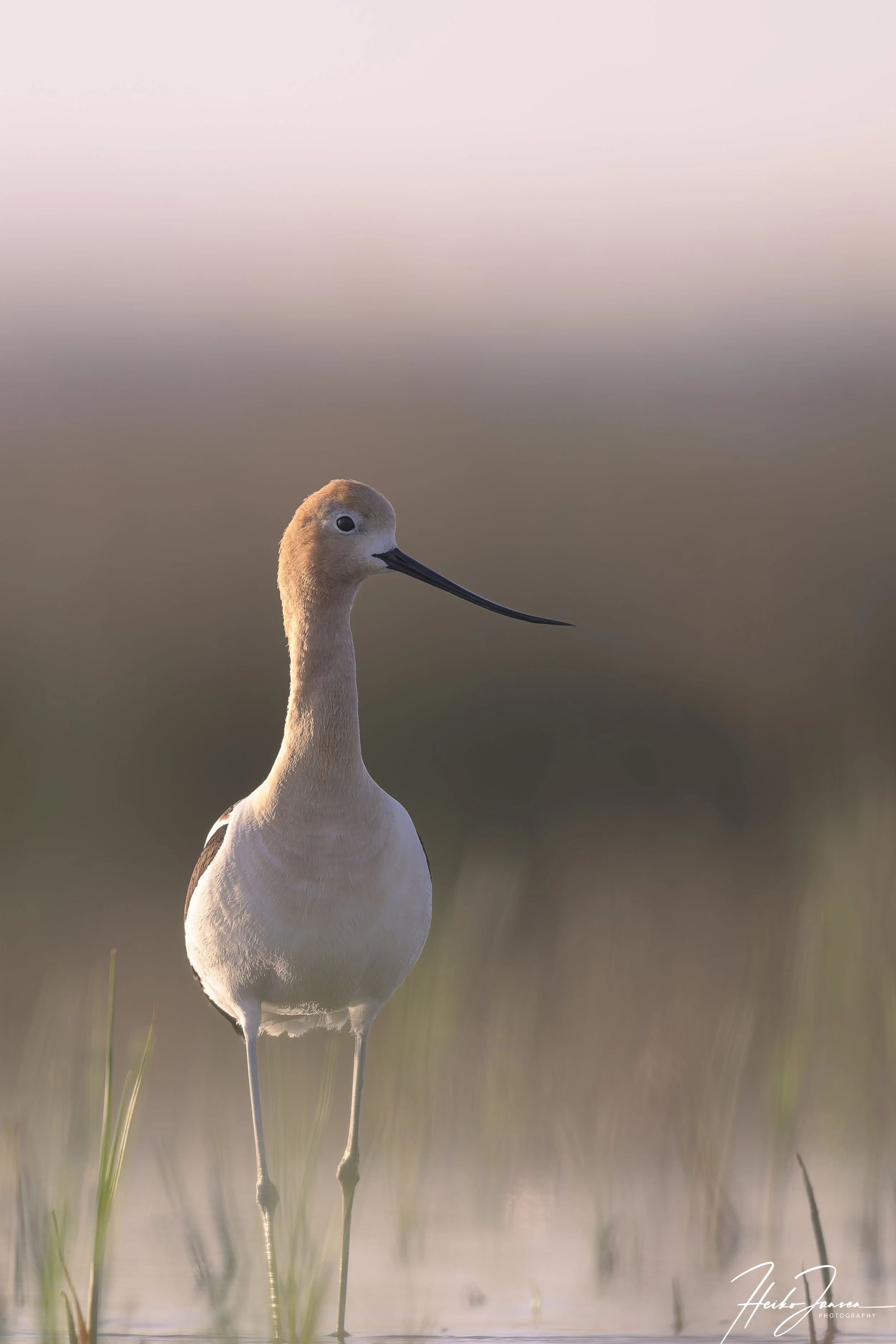American Avocet

Nikon Z8, VR 600mm f4E; 600mm, 1/640 sec, f4, ISO 180, 0.33 EV.