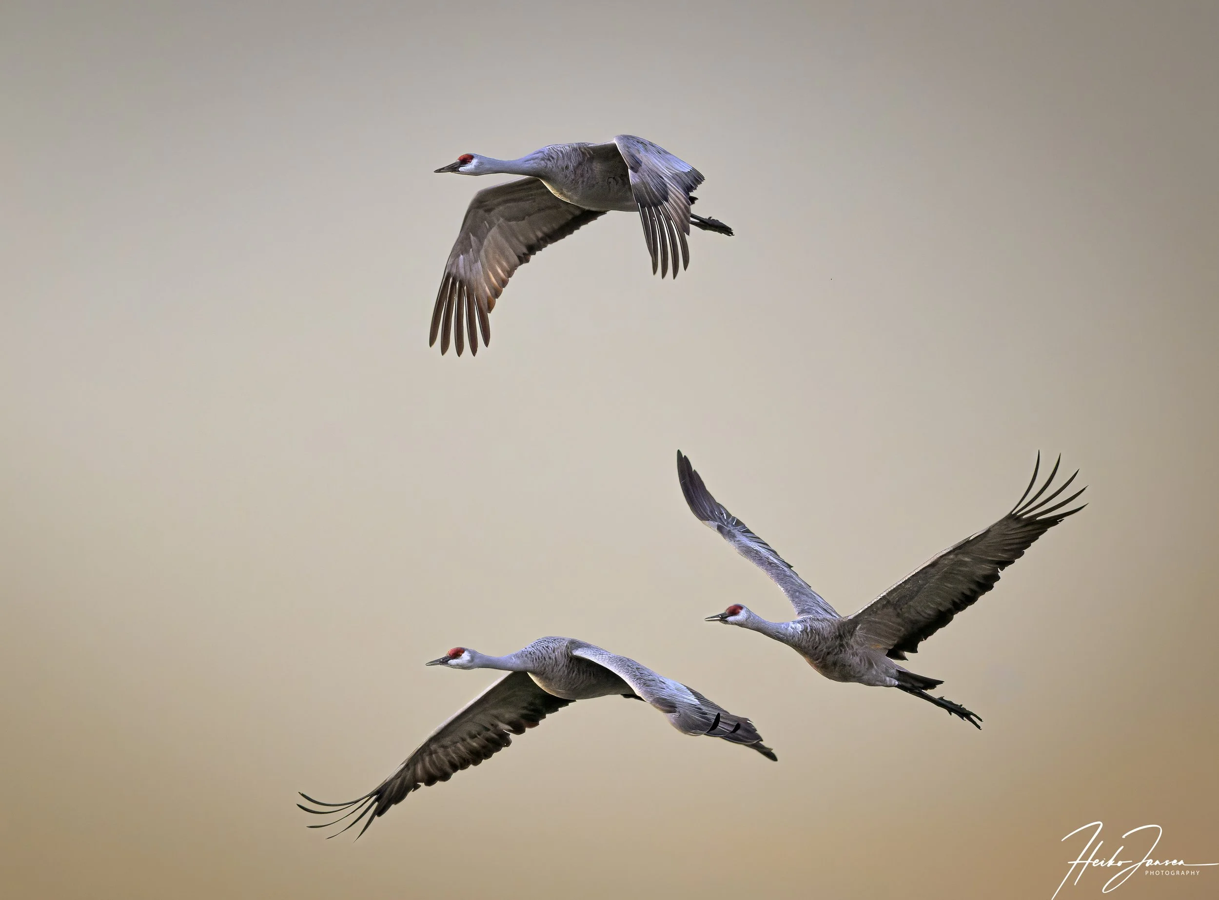 Sandhill cranes.

Nikon Z8, Nikon VR 600mm f4E; 850mm (1.4TC), 1/2500 sec, f5.6, ISO 7200, 1.0 EV.