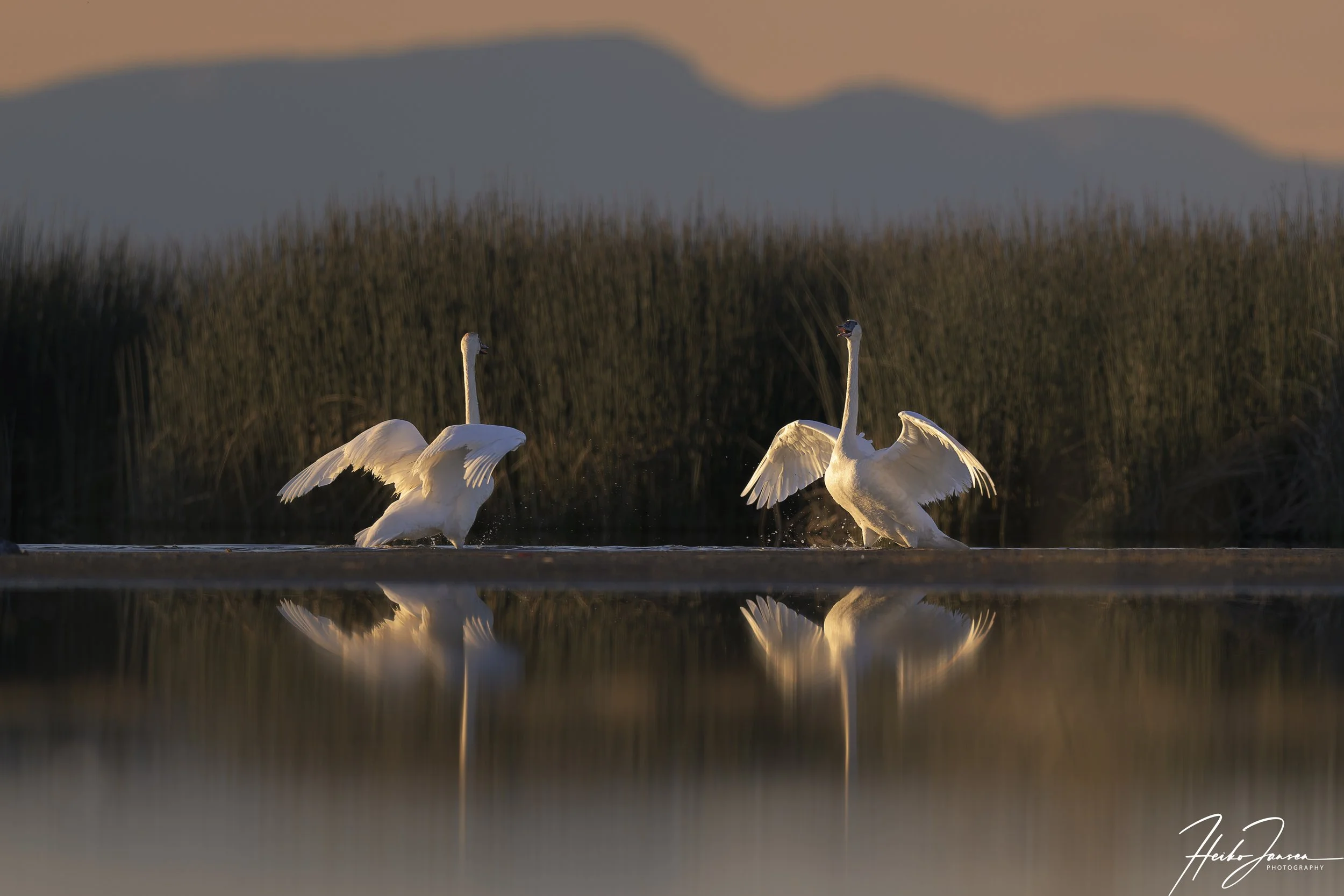 Trumpeter swans.

Nikon Z8, Nikon VR 600mm f4E; 600mm, 1/800 sec, f5, ISO 180, 0 EV.