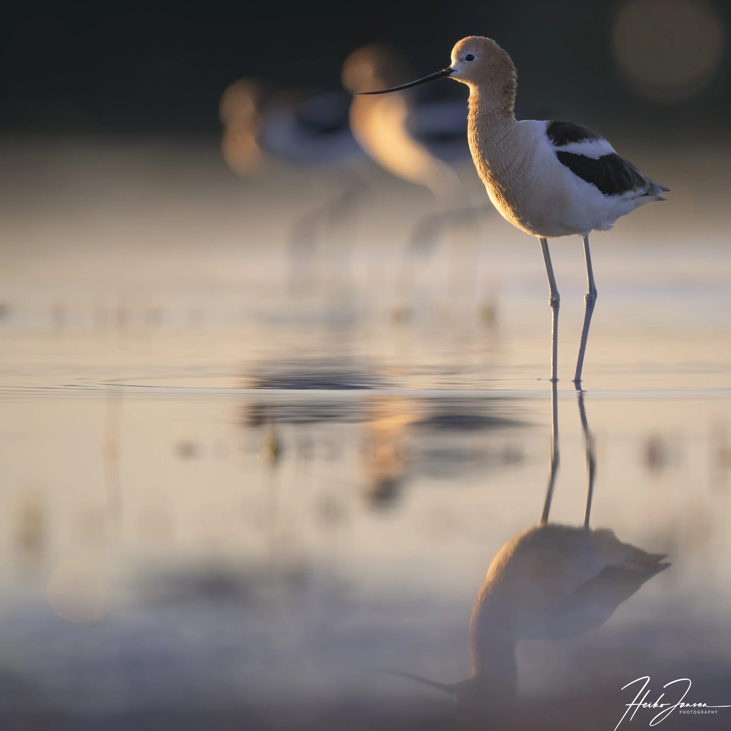 American Avocet

Nikon Z8, Nikon VR 600mm f4E; 600mm, 1/800 sec, f5, ISO 160, 0 EV.