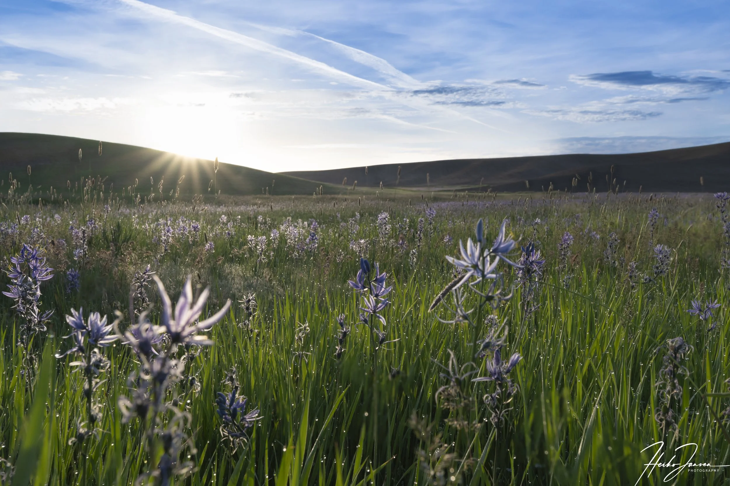 Field of dreams.

Nikon Z8, Nikkor 14-24mm, f2.8 S; 20mm (30mm eq), 1/250 sec, f11, ISO 200, -0.67 EV.