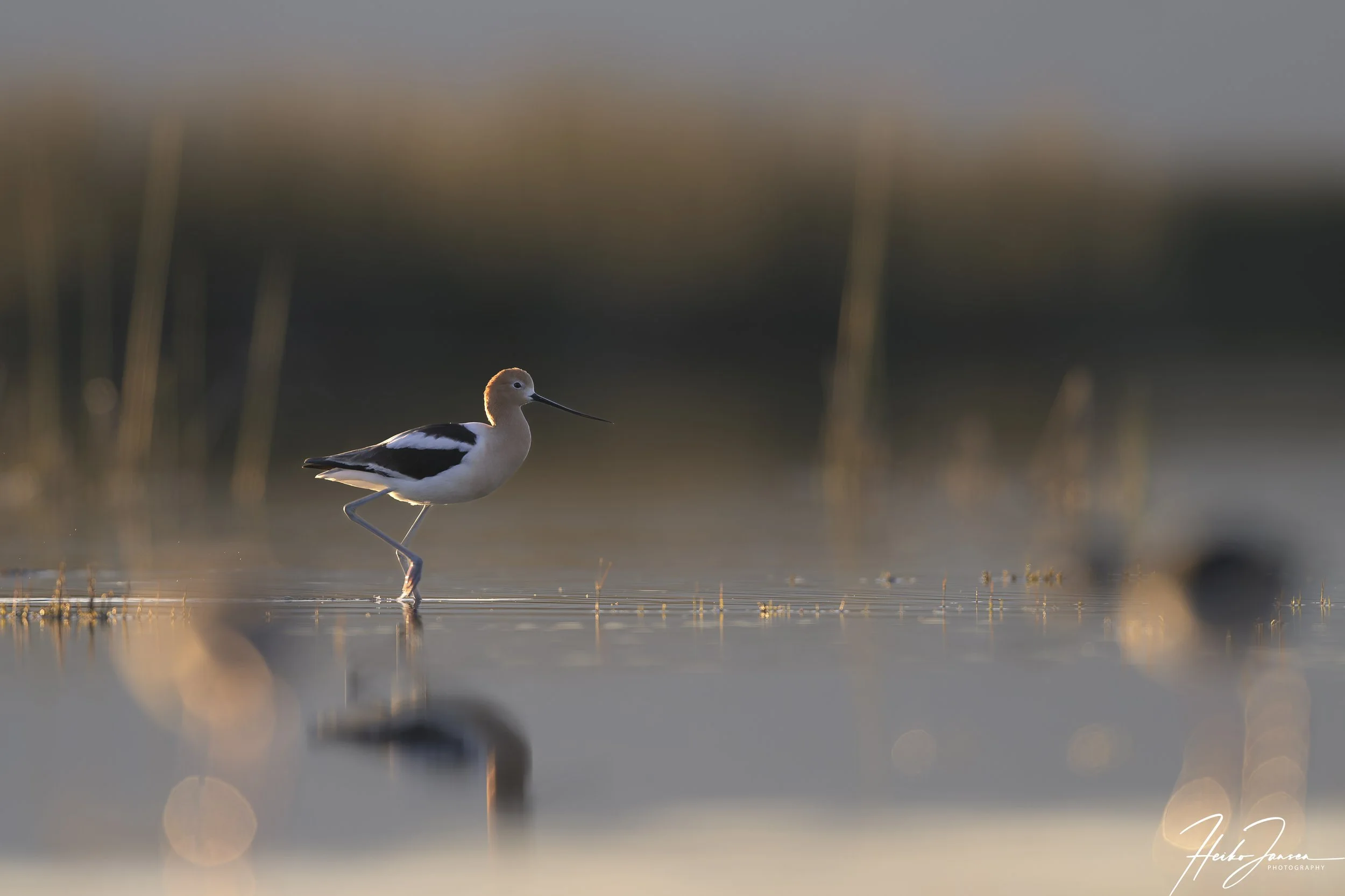 American Avocet.

Nikon Z8, Nikon VR 600mm f4E; 600mm, 1/800 sec, f5, ISO 320, 0 EV.