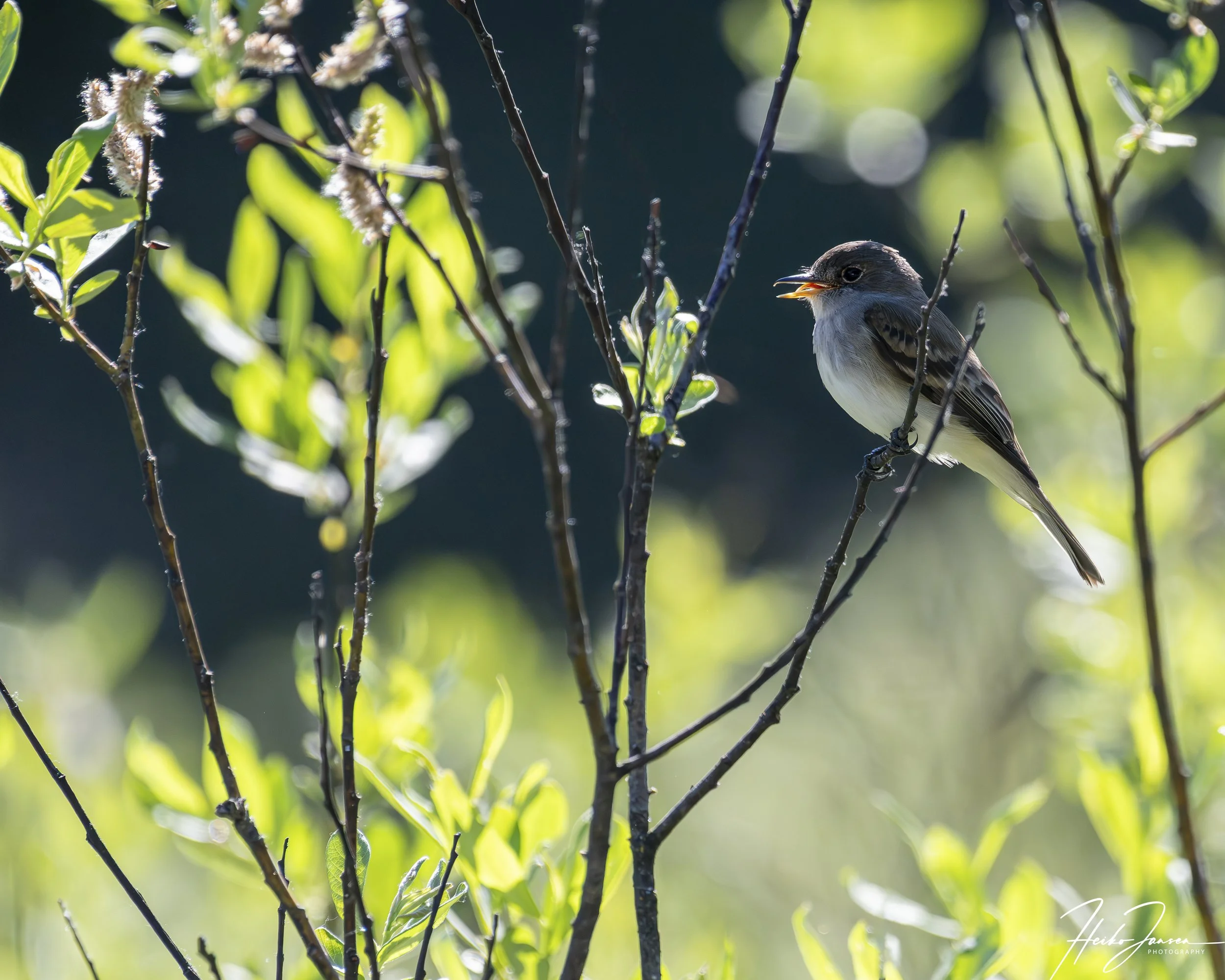 Western Wood-Pewee

Nikon Z8, Nikon VR 200-500mm, f5.6E; 460mm,, 1/5000 sec, f6.3, ISO 3200, 0.33 EV.