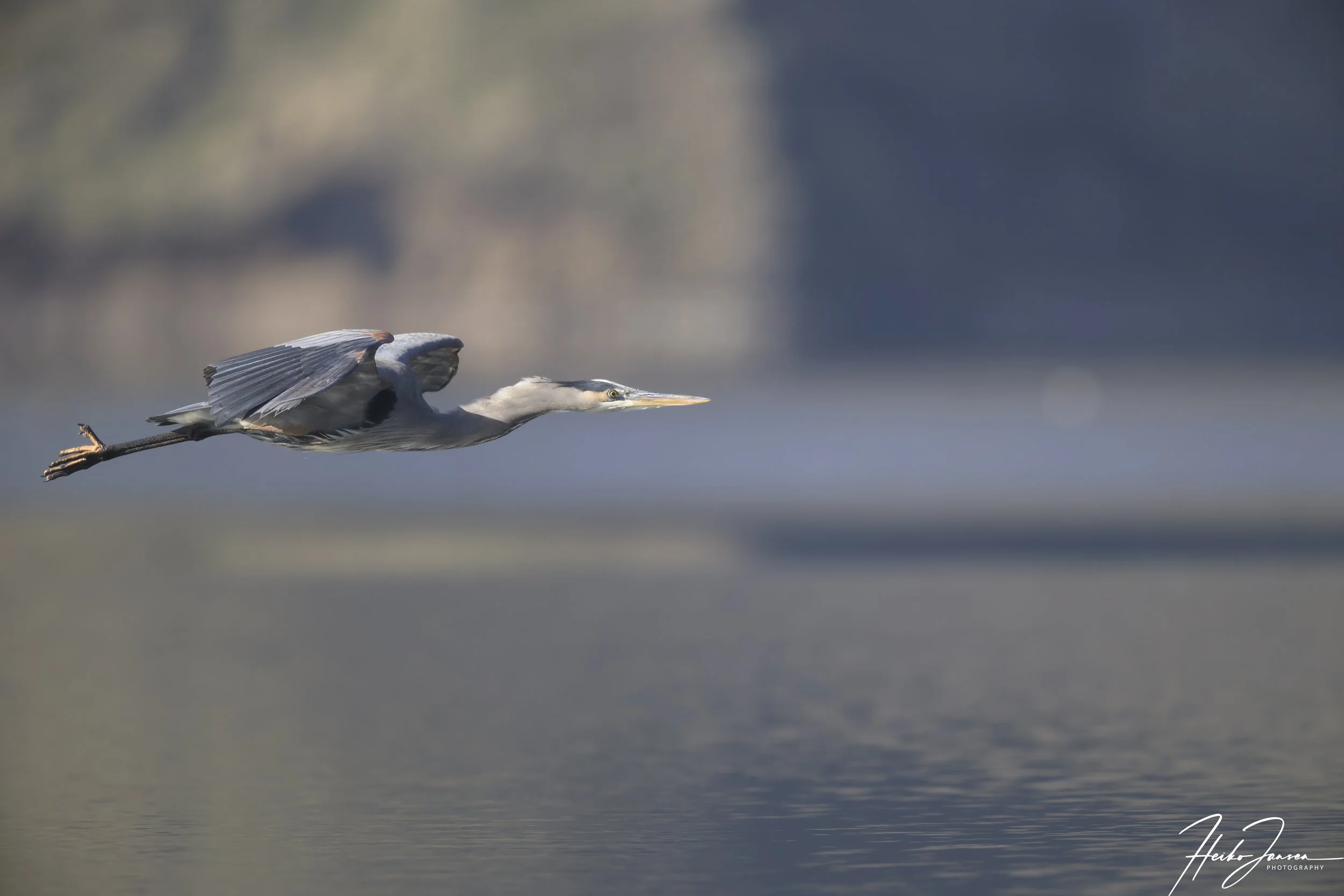 Great Blue heron.

Nikon Z8, Nikon VR 600mm f4E; 600mm, 850mm (1.4TC), 1/1250 sec, f5.6, ISO 640, 0 EV.