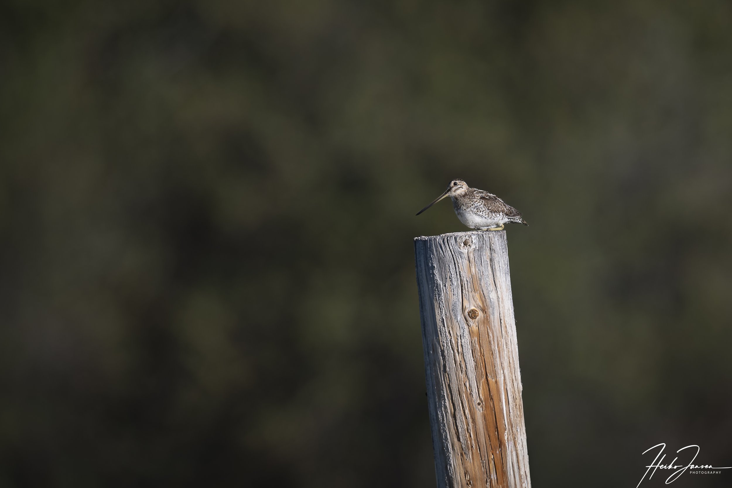 Wilson's snipe.
Nikon Z8, Nikon VR 600mm f4E; 600mm, 1/640, f4.5, ISO 64, 0 EV. 