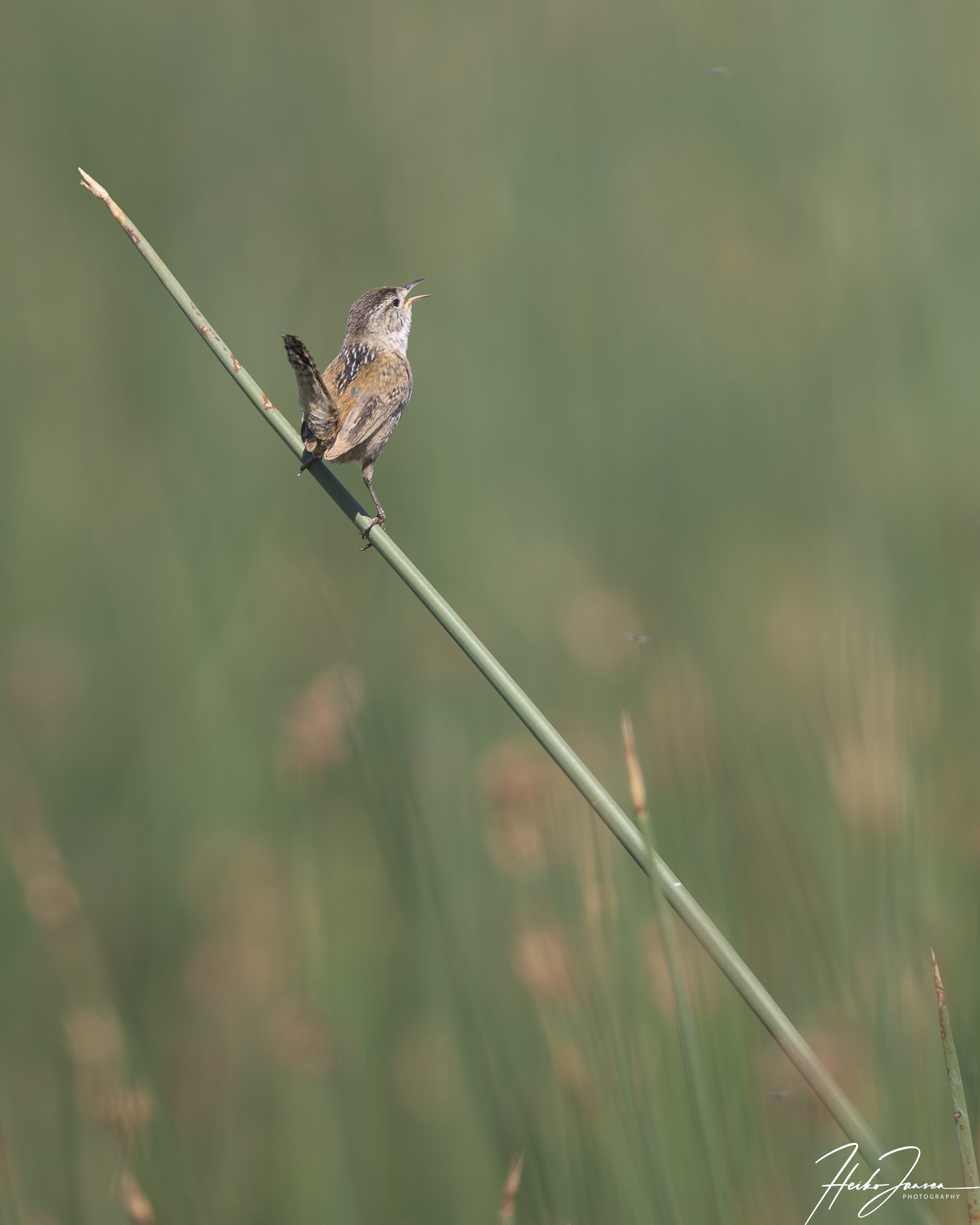 Marsh wren

Nikon Z8, VR 600mm f4E; 600mm, 1/320 sec, f5, ISO 72, 0 EV.