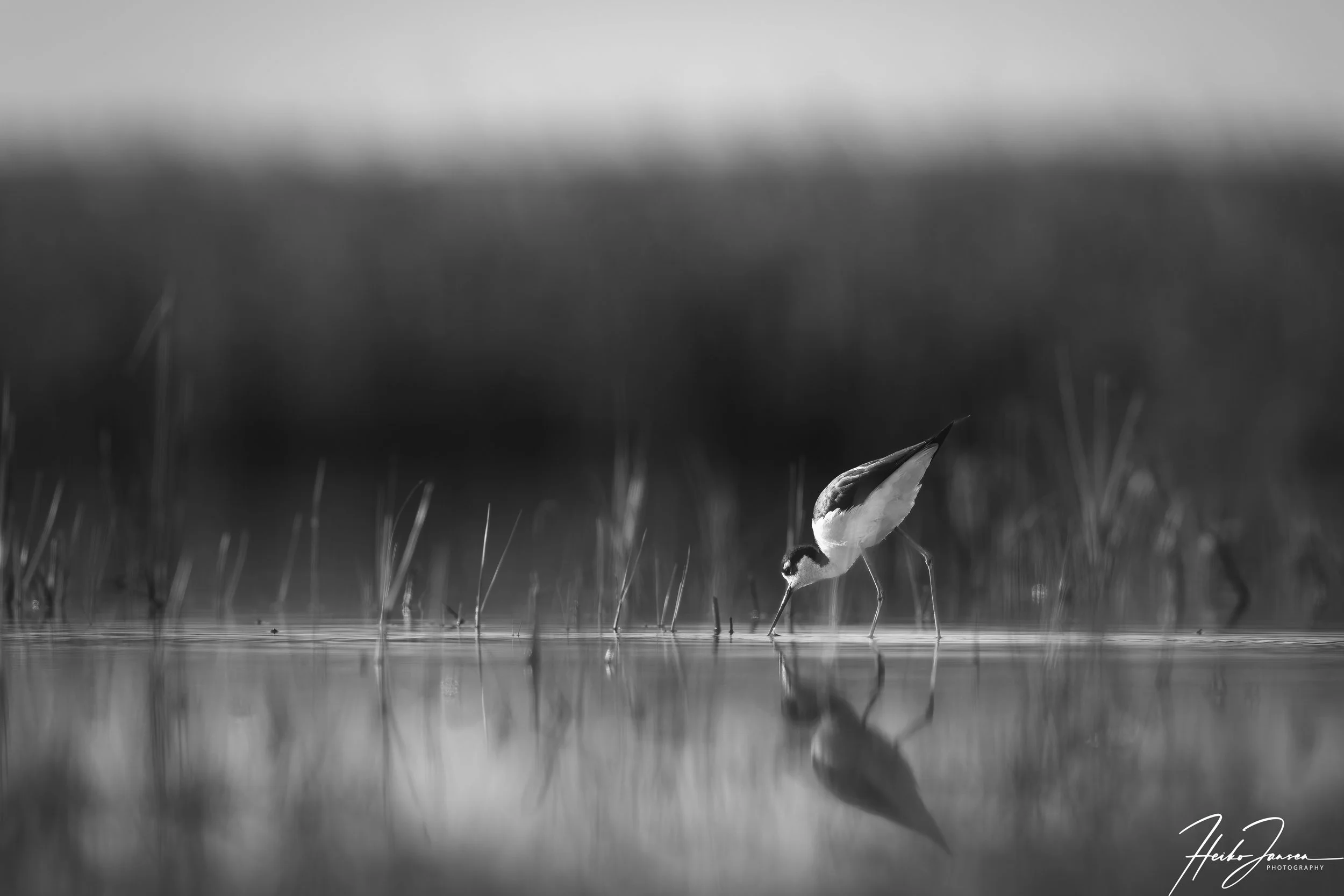 Black-necked stilt

Nikon Z8, VR 600mm f4E; 600mm, 1/3200 sec, f5.6, ISO 400, 0 EV.