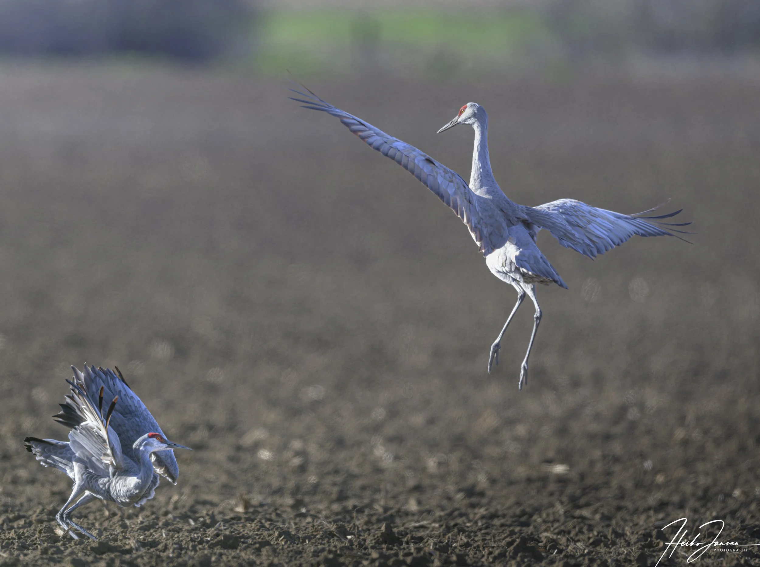 Sandhill cranes.

Nikon Z8, Nikon VR 600mm f4E; 600mm, 1/1250 sec, f4.5, ISO 900, 1.0 EV.